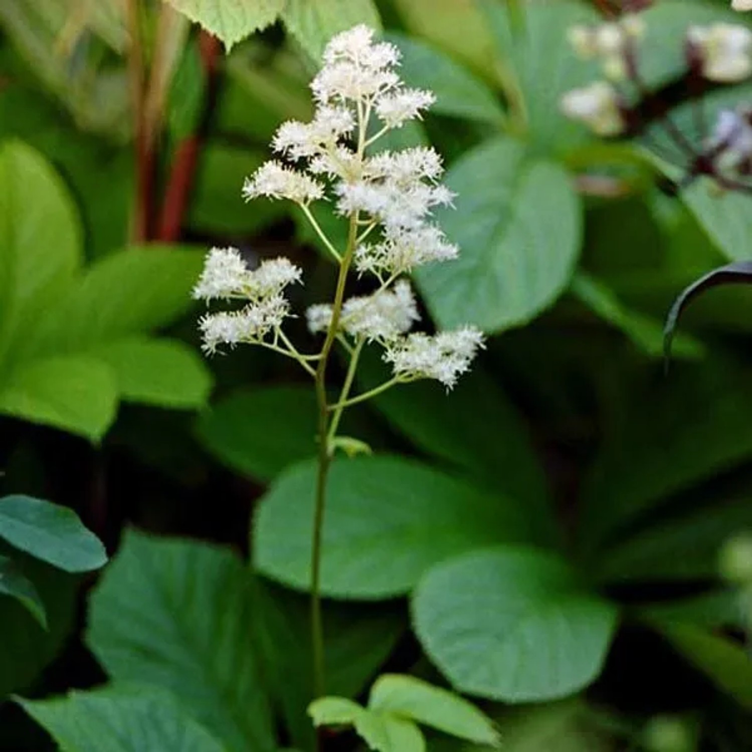 6 x Schaublatt Rodgersia aesculifolia Topf 9cm Beetpflanze