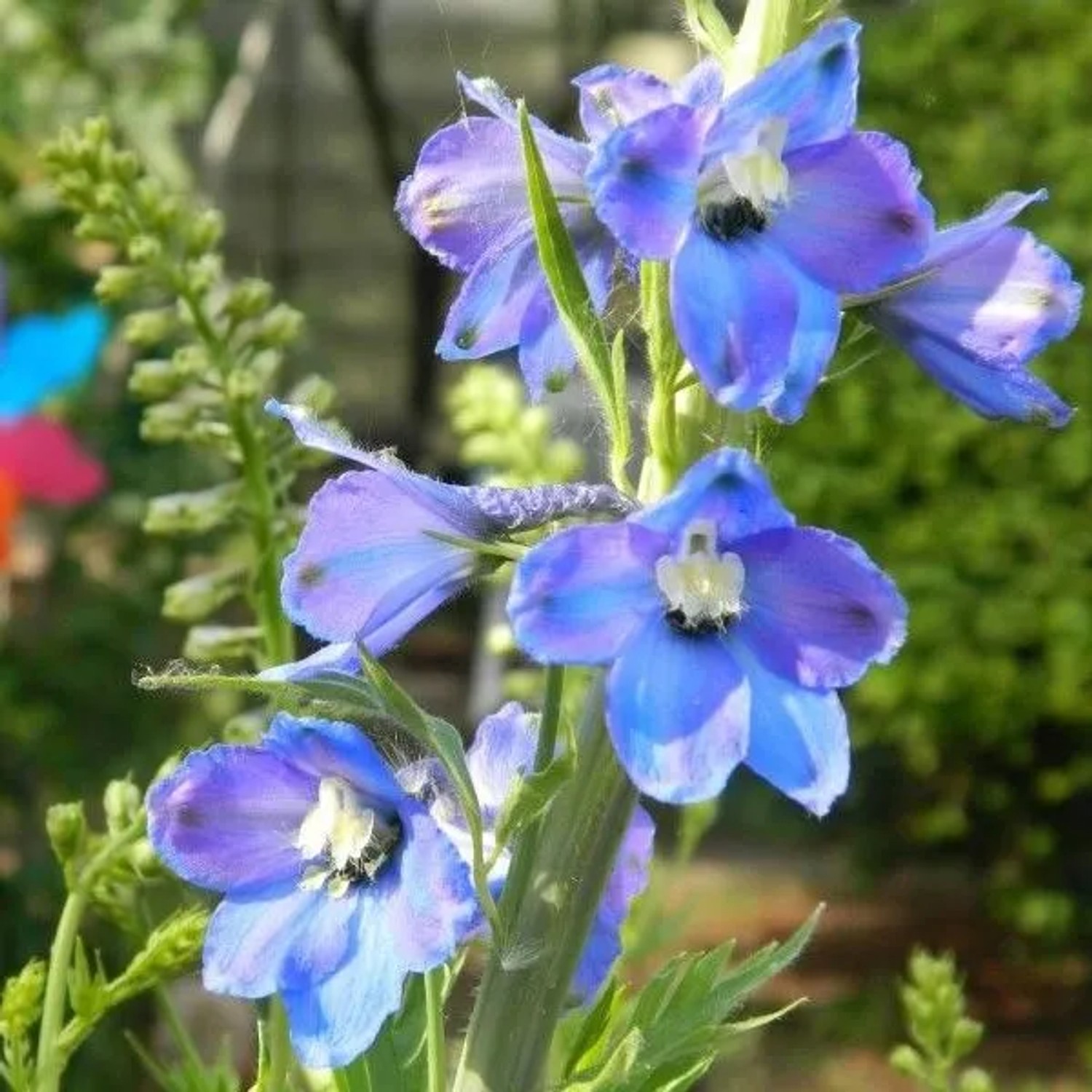 6 x Rittersporn 'Piccolo' Delphinium Topf 9cm Schnittblume