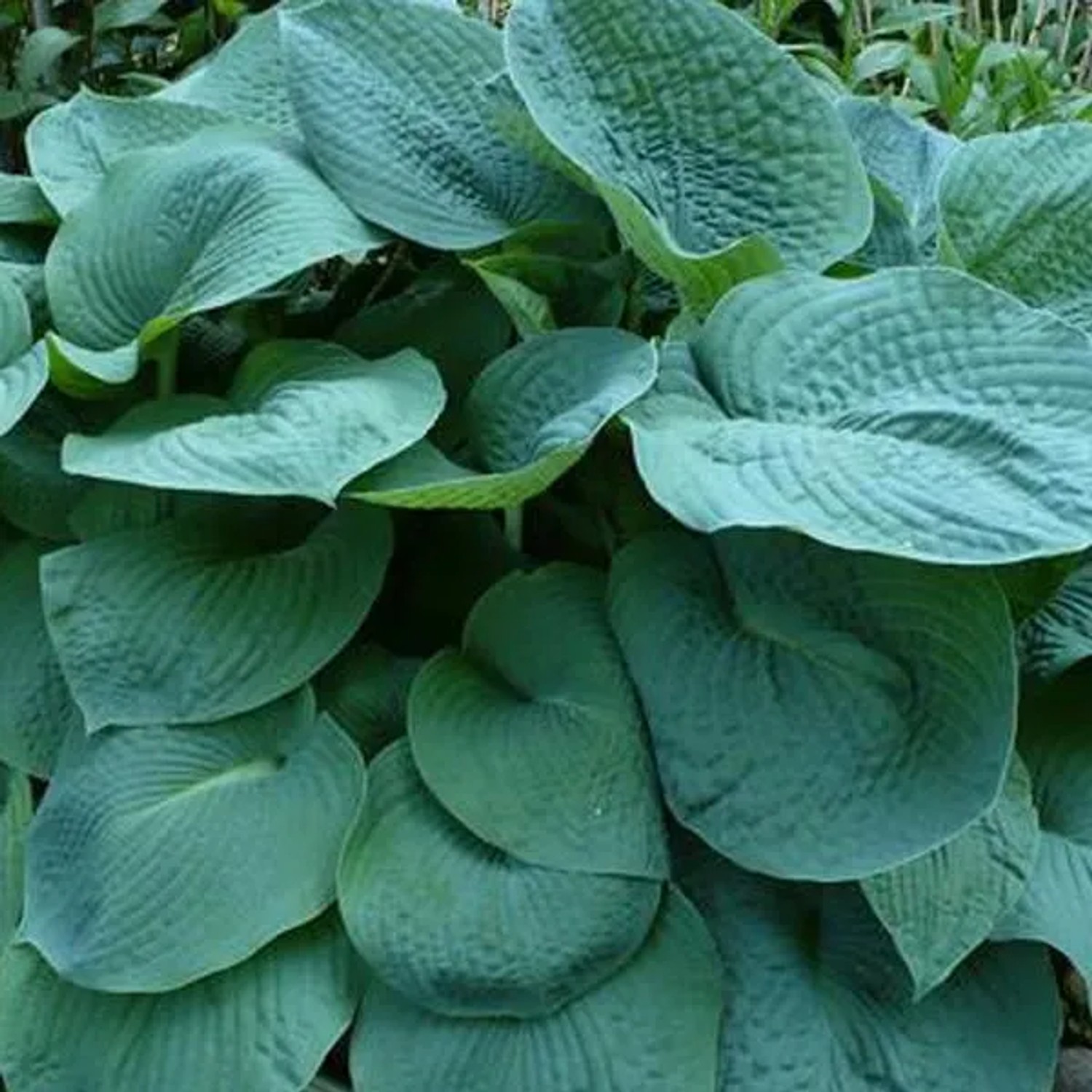 6 x Funkie 'Big Daddy' Hosta Topf 9cm Großes Blaugrünes Blatt