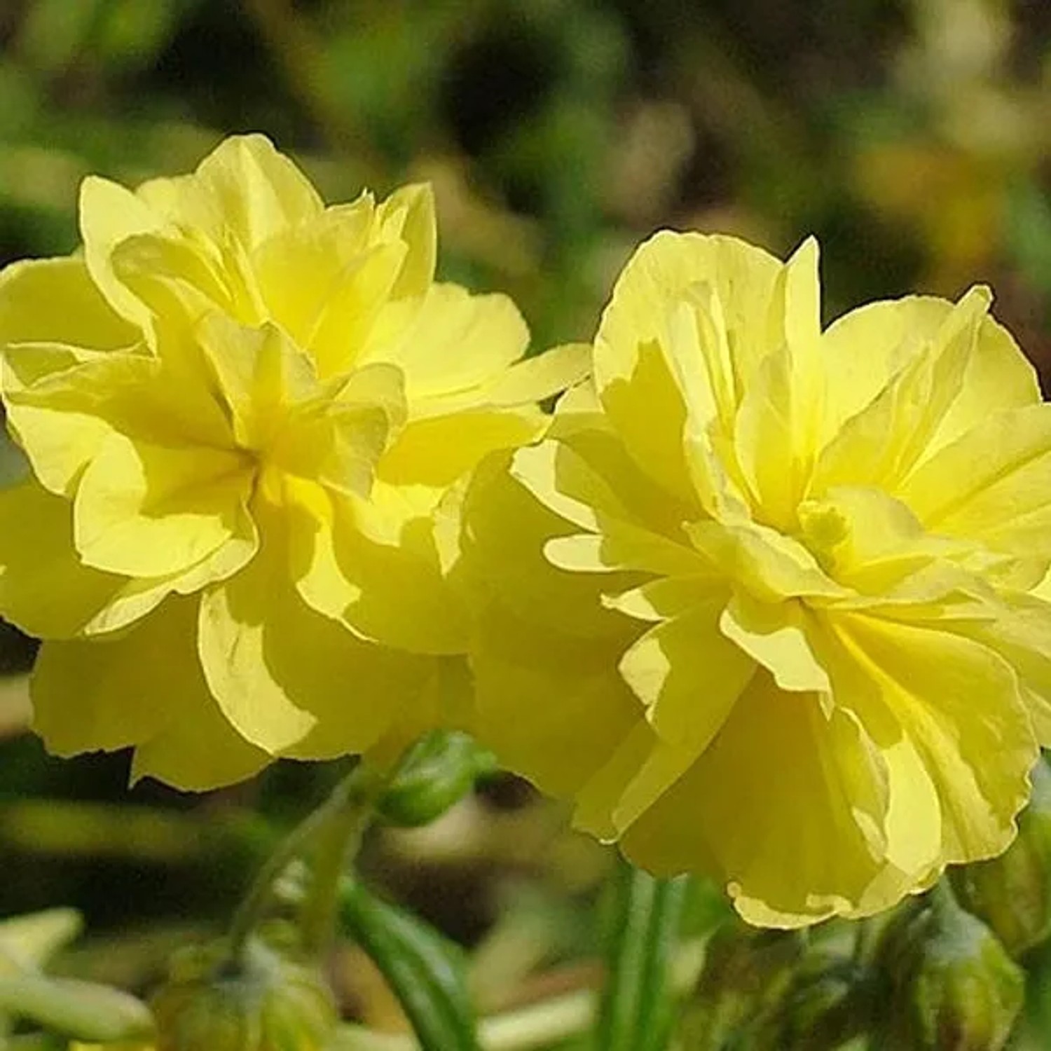 6 x Sonnenröschen 'Sulphureum Plenum' Helianthemum Topf 9cm Gefüllte Gelbe Blüten