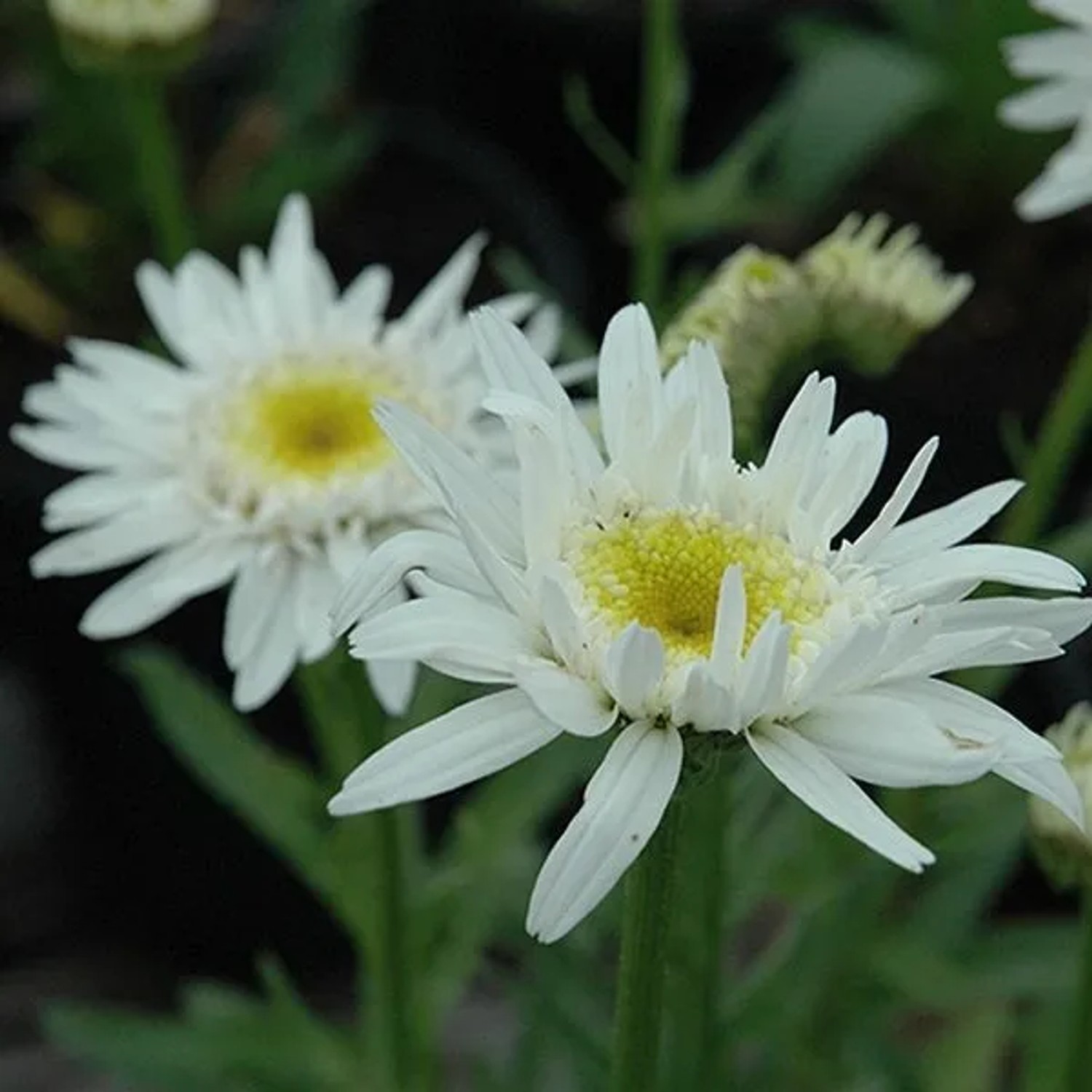6 x Margerite 'Christine Hagemann' Leucanthemum Topf 9cm Gefüllte Blüten