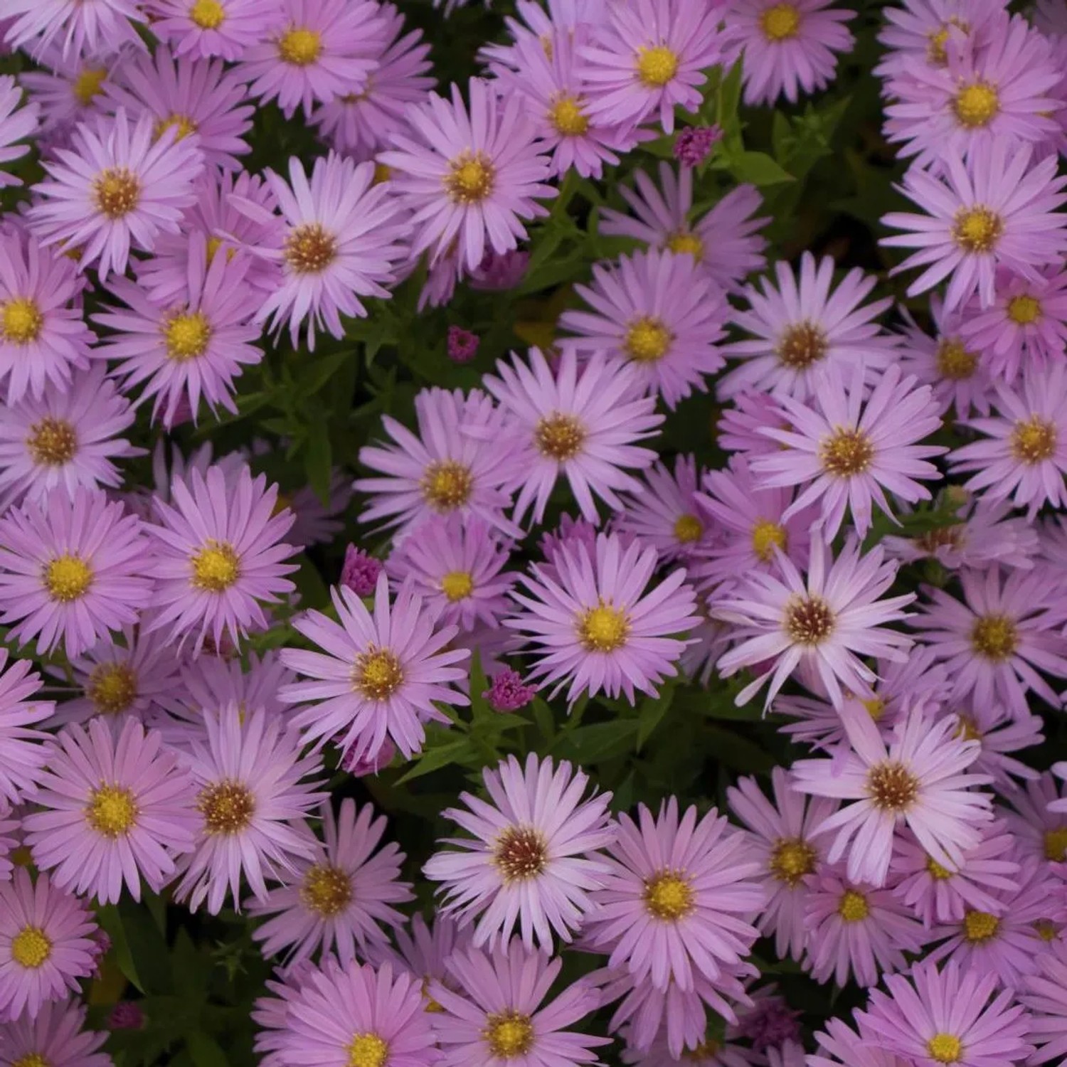 6 x Kissen-Aster 'Herbstgruß von Bresserhof' Aster dumosus Topf 9cm Herbstblüher