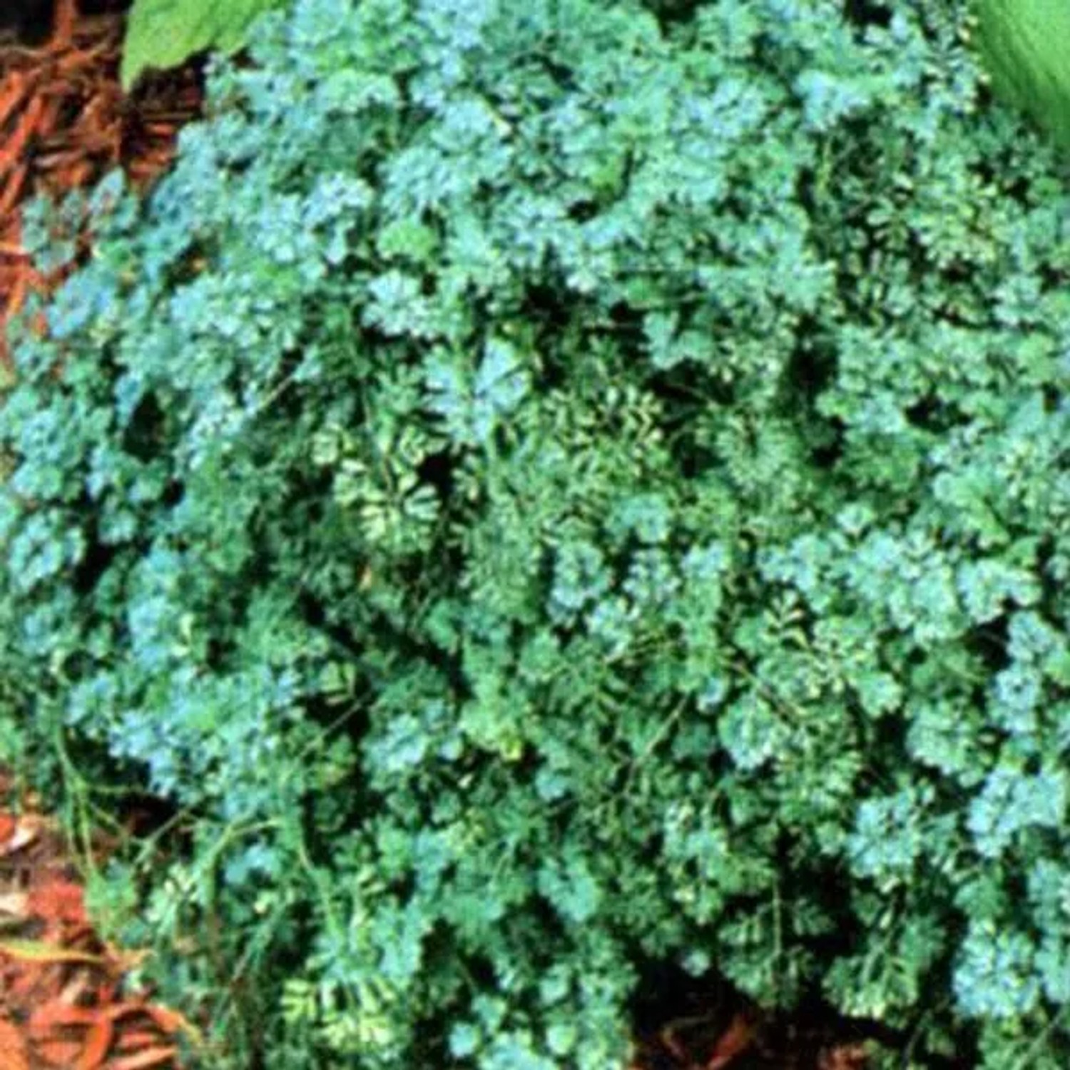 6 x Weinraute 'Jackman's Blue' Ruta Graveolens Topf 9cm Immergrün