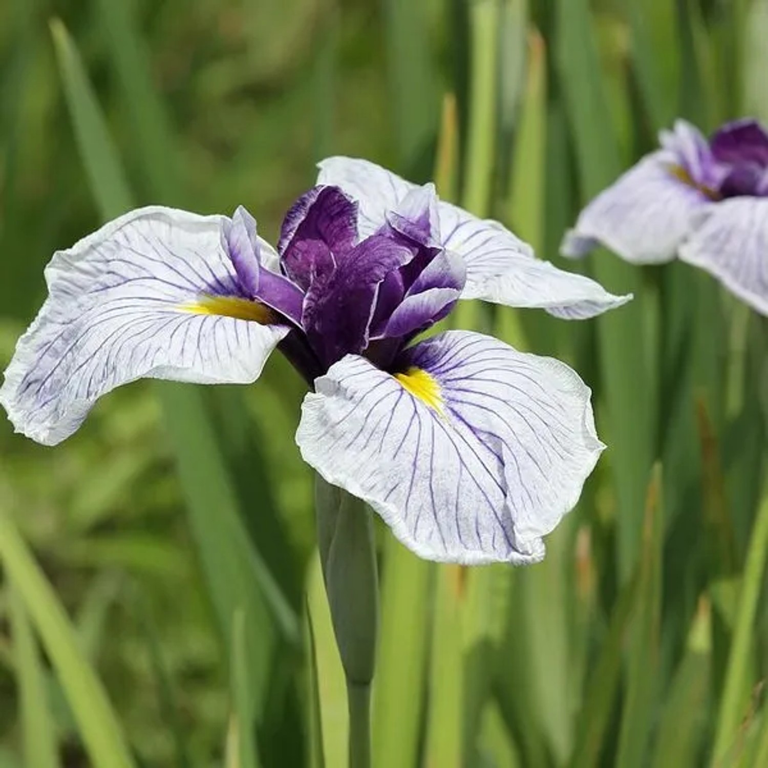 6 x Japanische Schwertlilie Iris ensata Topf 9cm Großblütig