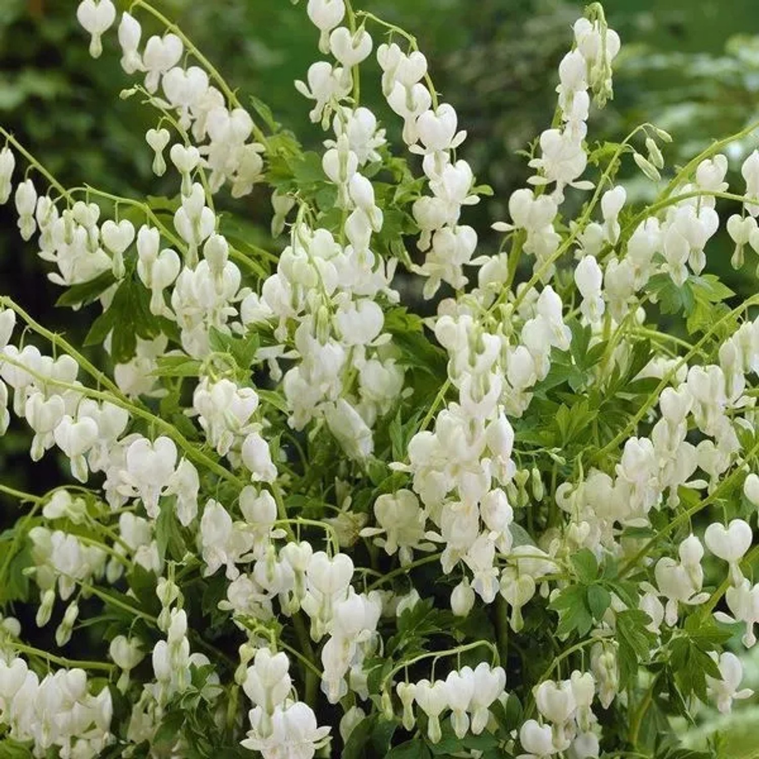 6 x Tränendes Herz 'Alba' Dicentra spectabilis Topf 9cm Weiße Blüten