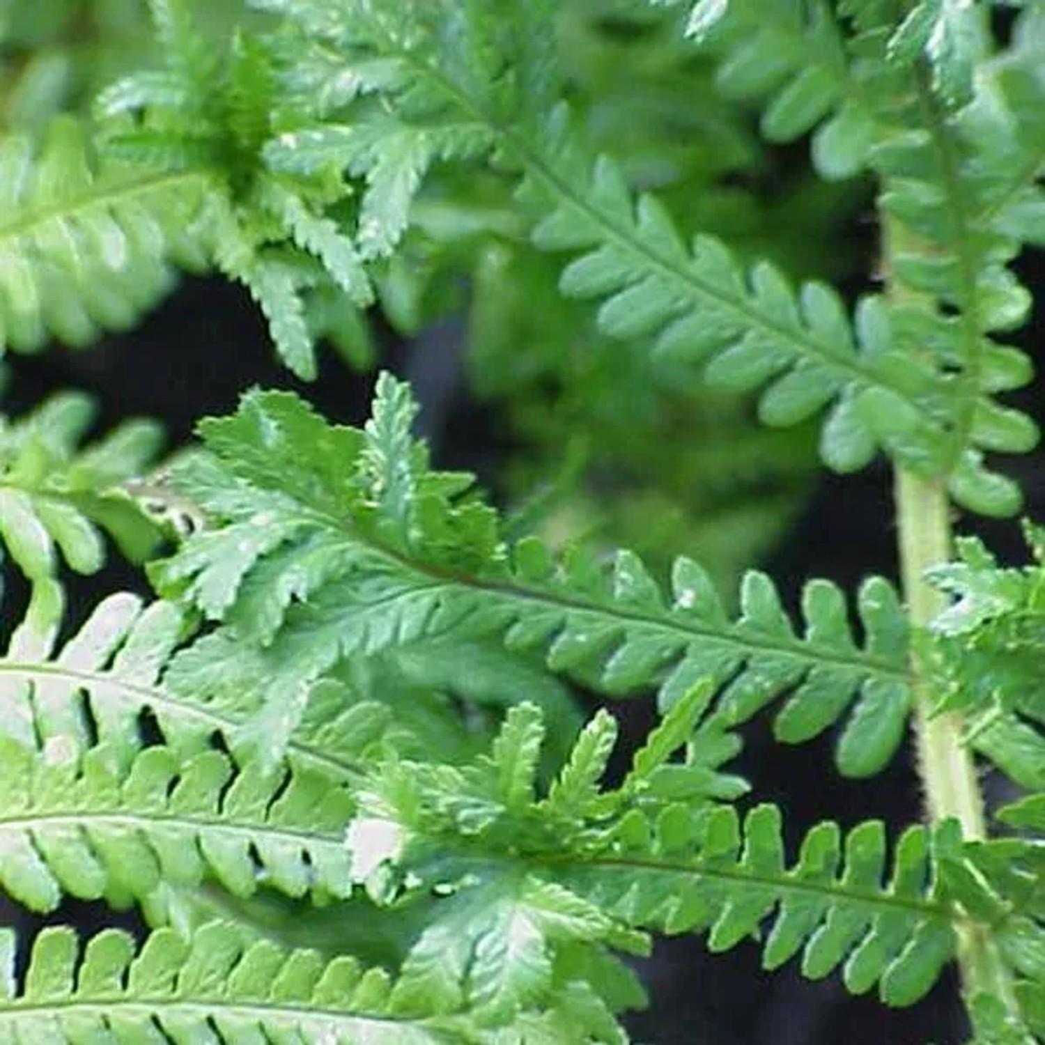 6 x Goldschuppenfarn 'Cristata' Dryopteris affinis Topf 9cm Gekräuseltes Laub