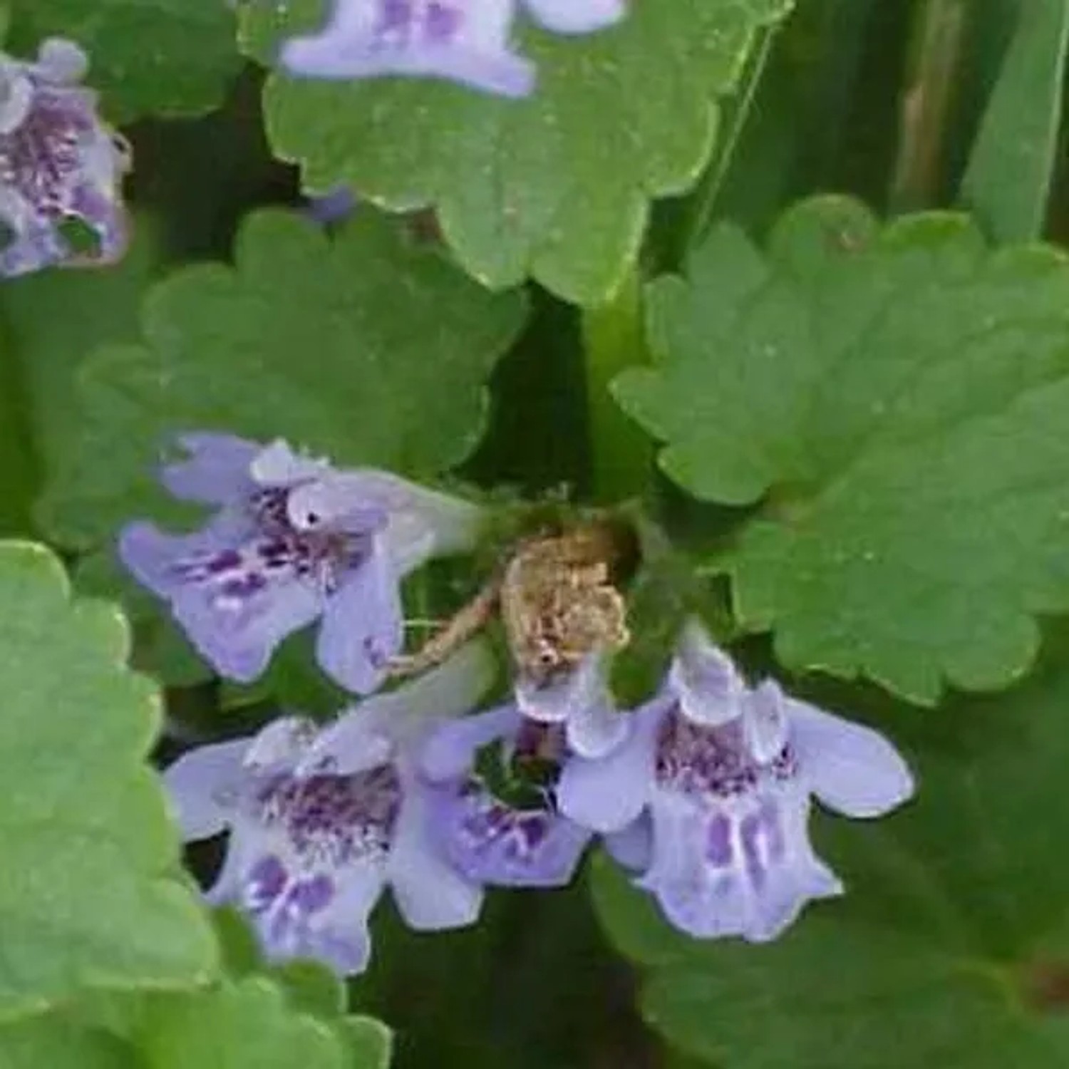 6 x Gundermann Glechoma hederacea Topf 9cm Immergrün