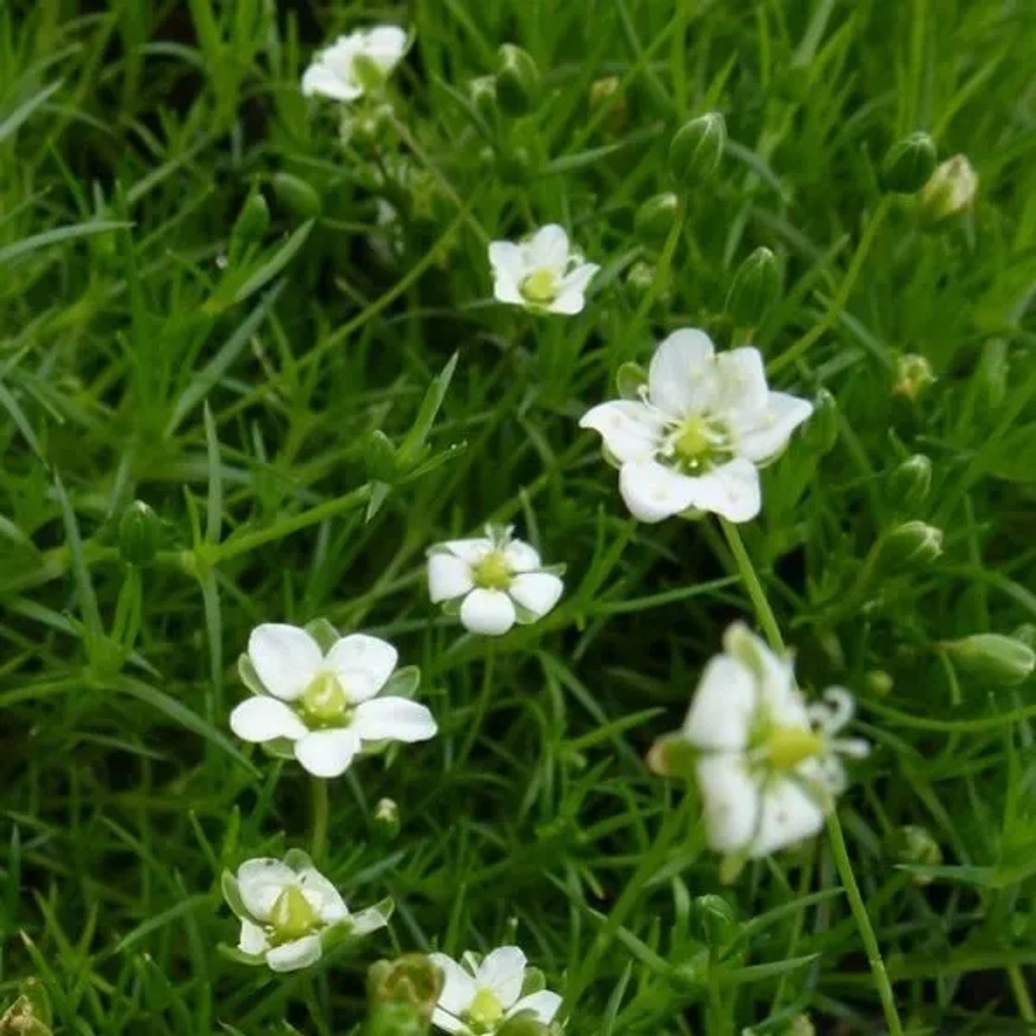 6 x Sternmoos Sagina subulata Topf 9cm Teppichbildend