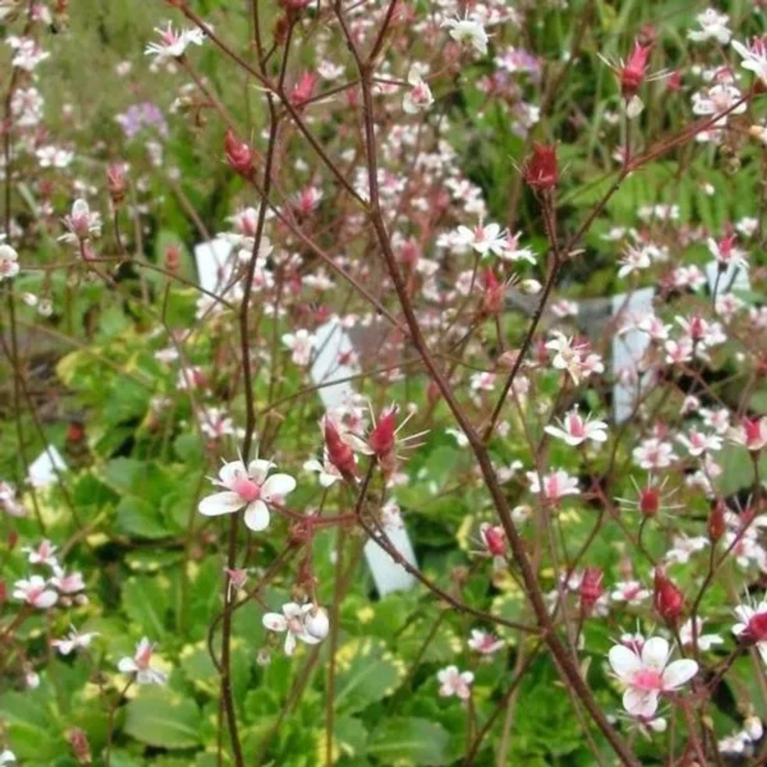6 x Porzellanblümchen 'Variegata' Saxifraga urbium Topf 9cm Schnittblume
