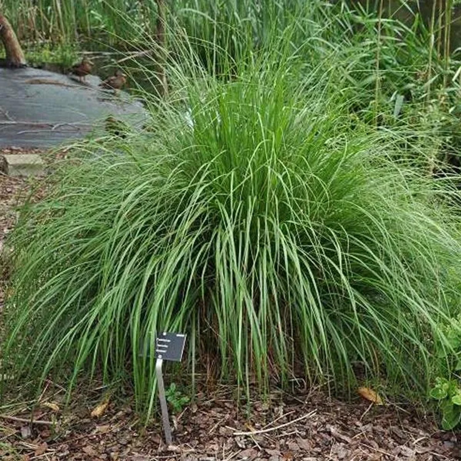 6 x Federborstengras 'Japonicum' Pennisetum alopecuroides Topf 9cm Große Blütenrispen