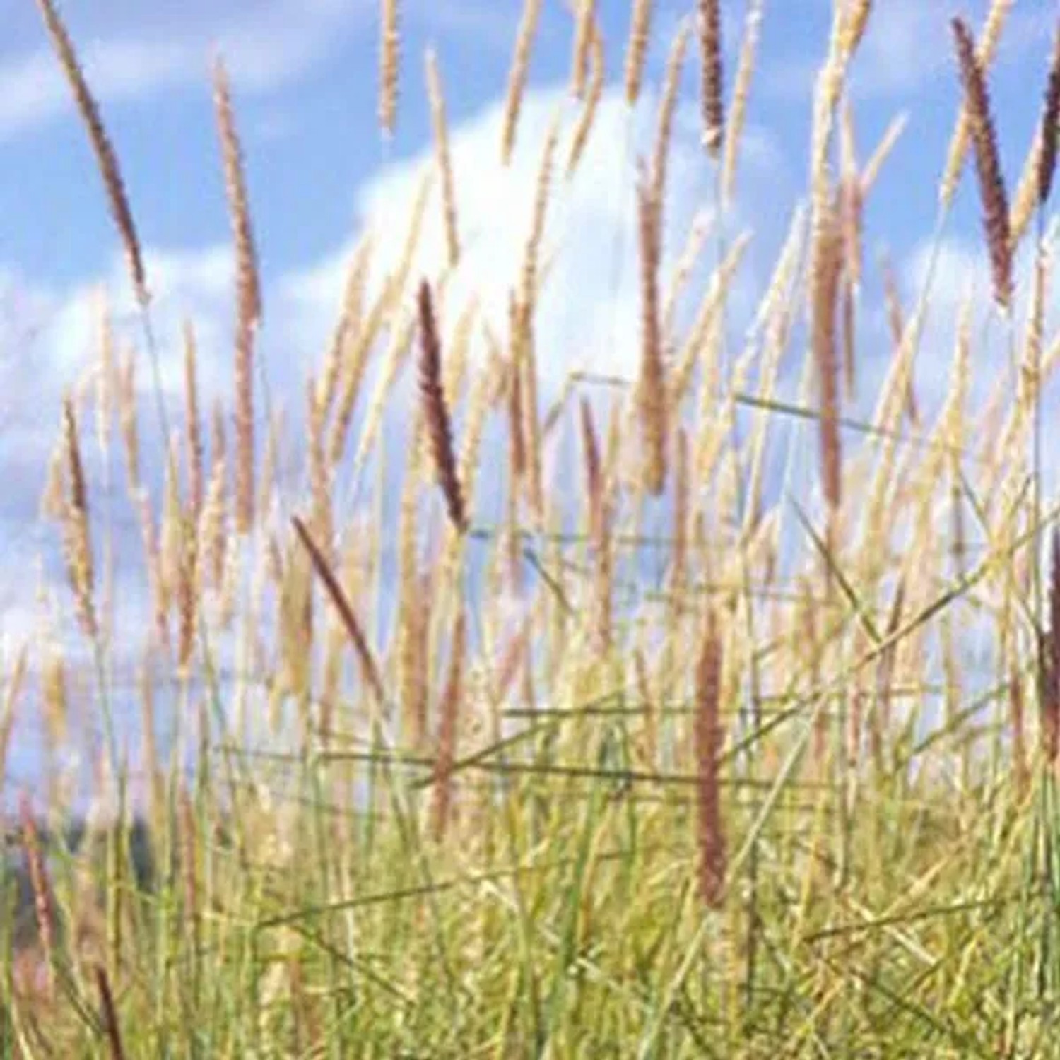 6 x Federborstengras Pennisetum incomptum Topf 9cm Blütenähren