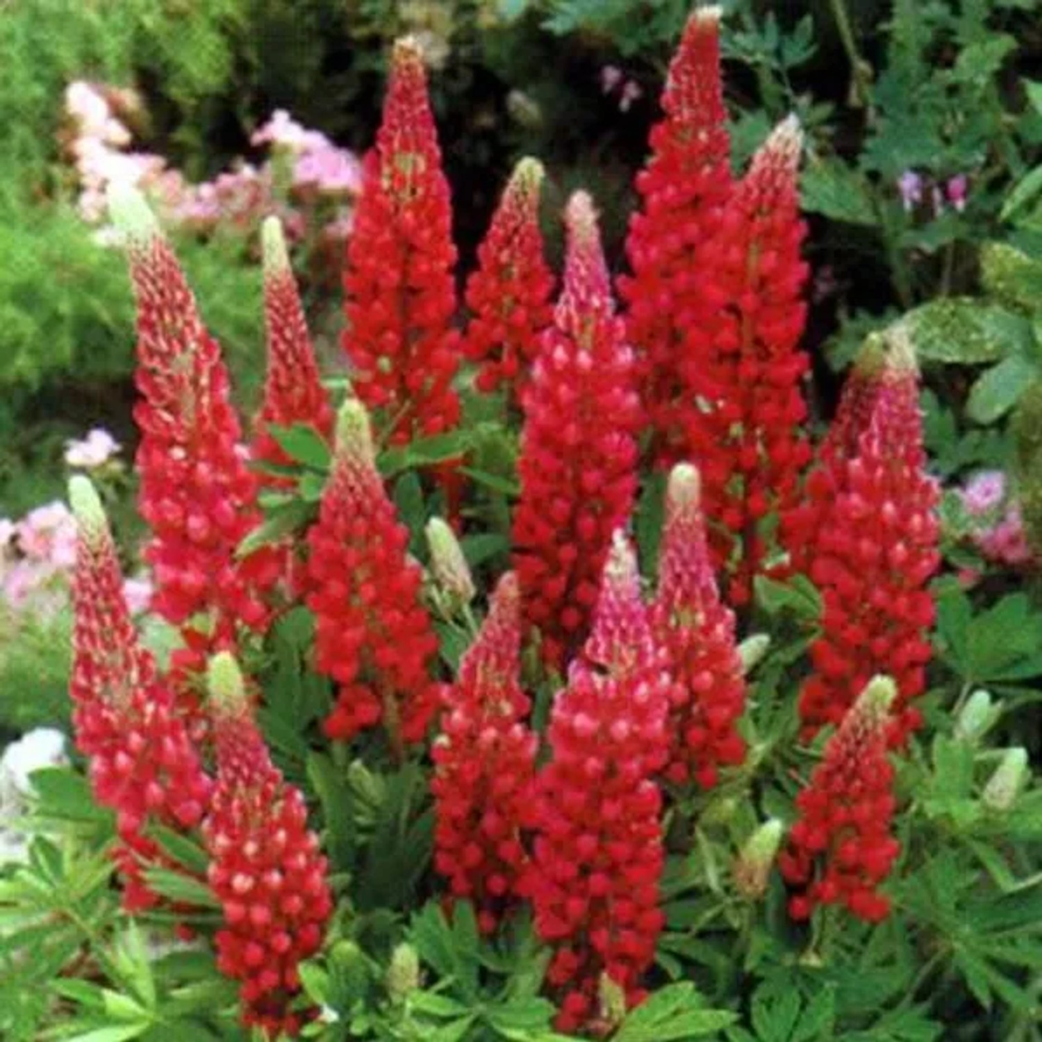 6 x Lupine 'My Castle' Lupinus Topf 9cm Beetrandpflanze