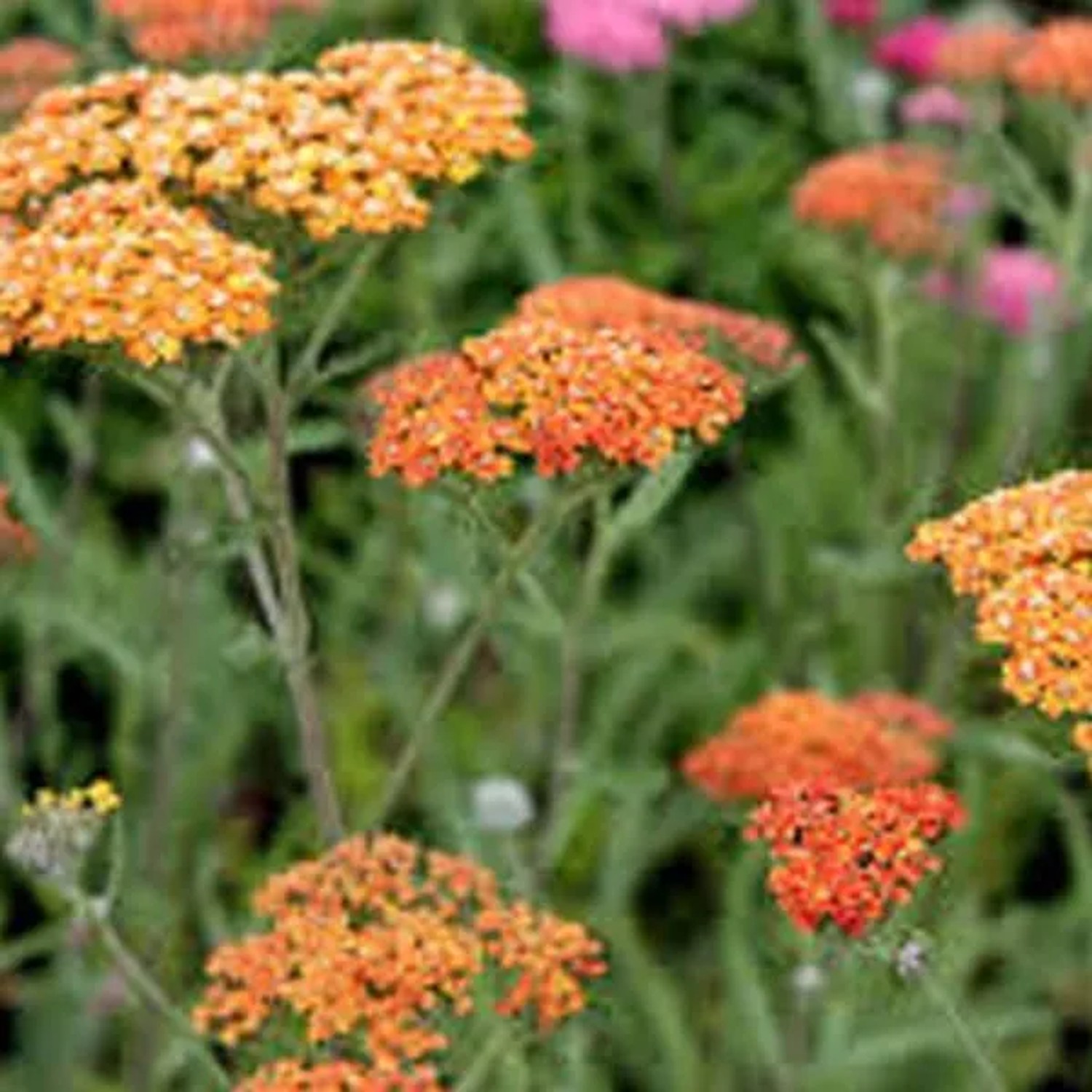 6 x Schafgarbe 'Terracotta' Achillea Topf 9cm Schnittblume