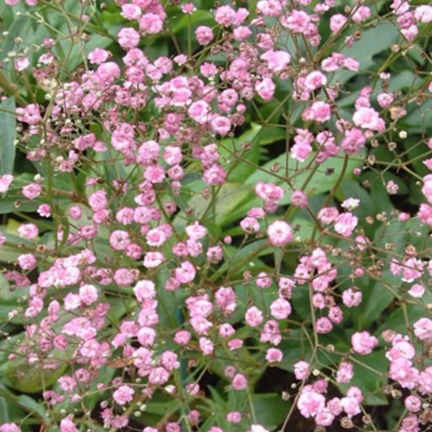 6 x Schleierkraut 'Flamingo' Gypsophila paniculata Topf 9cm Rosa Blüten