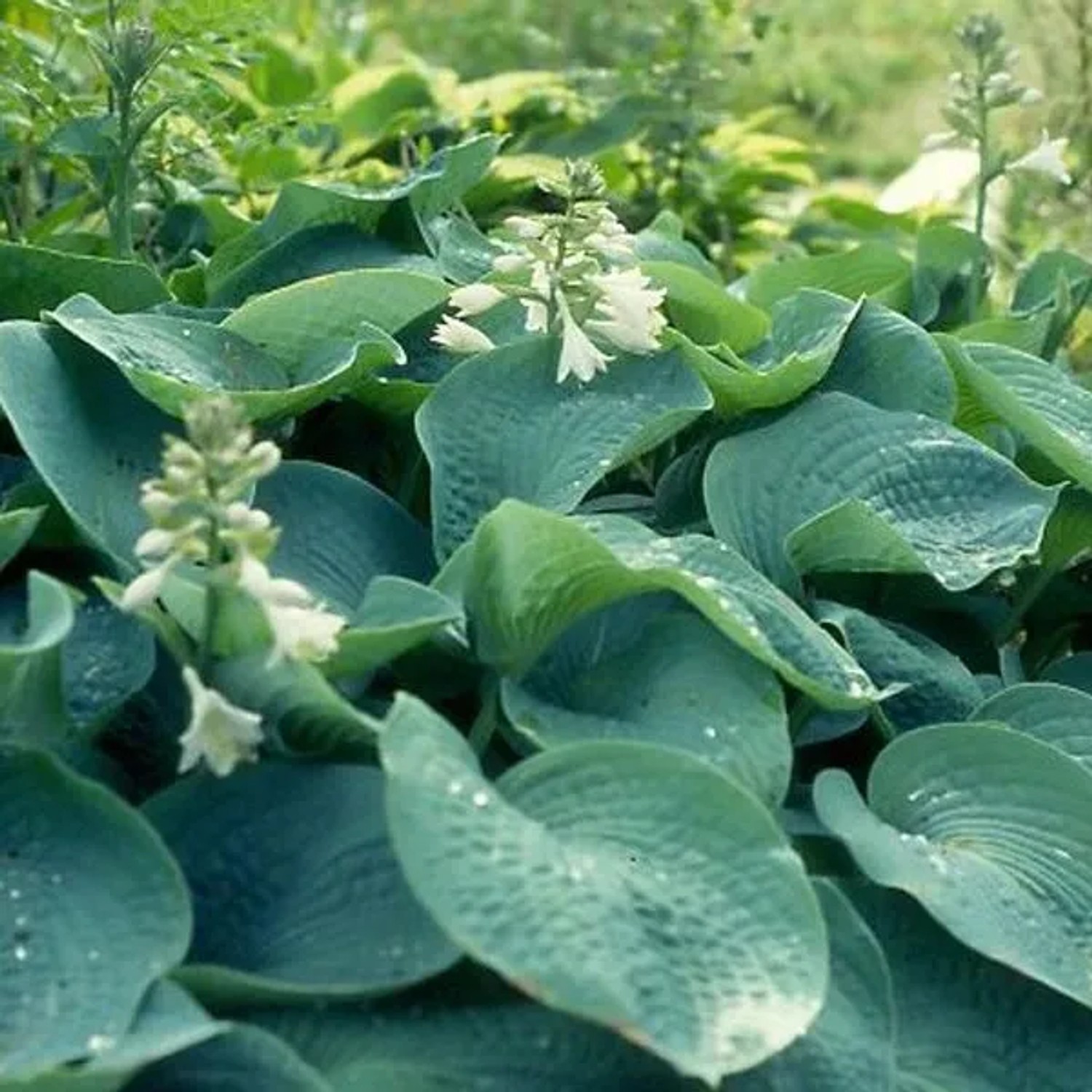 6 x Funkie 'Elegans' Hosta sieboldiana Topf 9cm Großes Blaugrünes Blatt