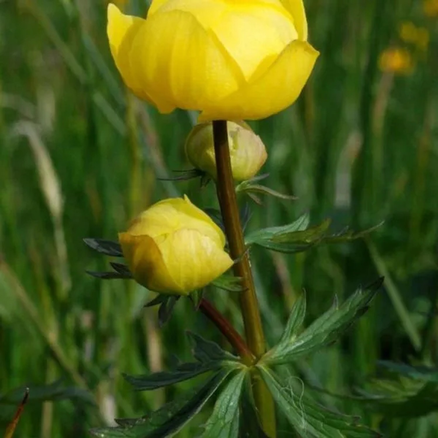 6 x Trollblume Trollius europaeus Topf 9cm Beetrandpflanze