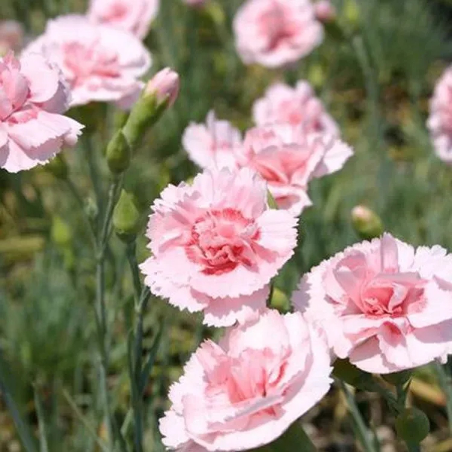 6 x Federnelke 'Doris' Dianthus plumarius Topf 9cm Stark Duftend