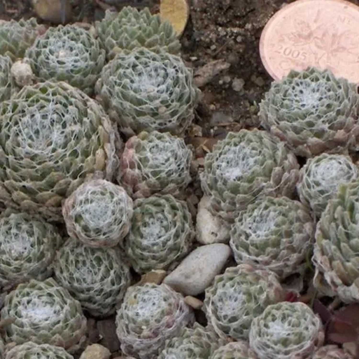 6 x Hauswurz Sempervivum arachnoideum Topf 9cm Dekorativ