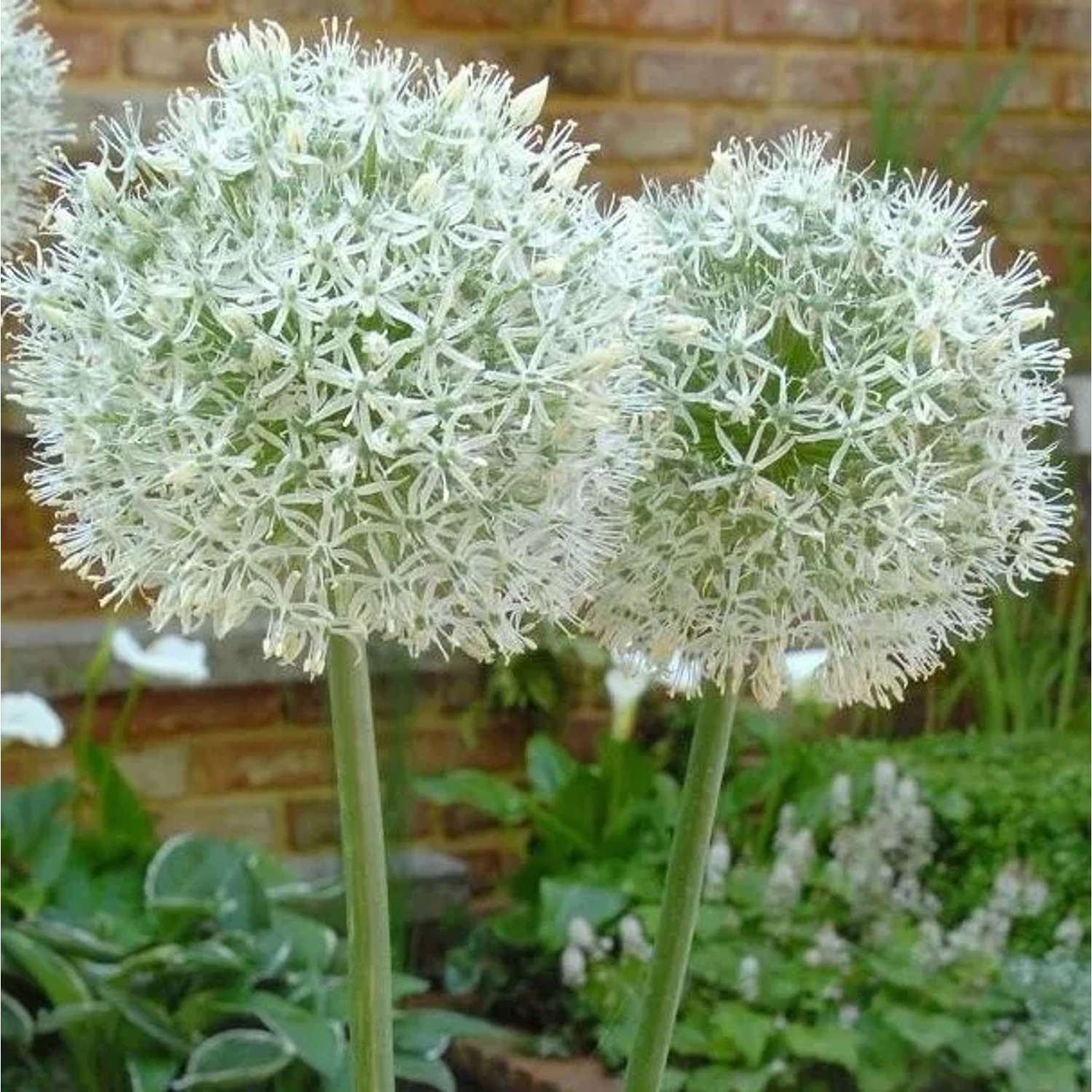 6x Zierlauch 'Mount Everest' Allium Topf 9 cm Große Weiße Blütenkugeln