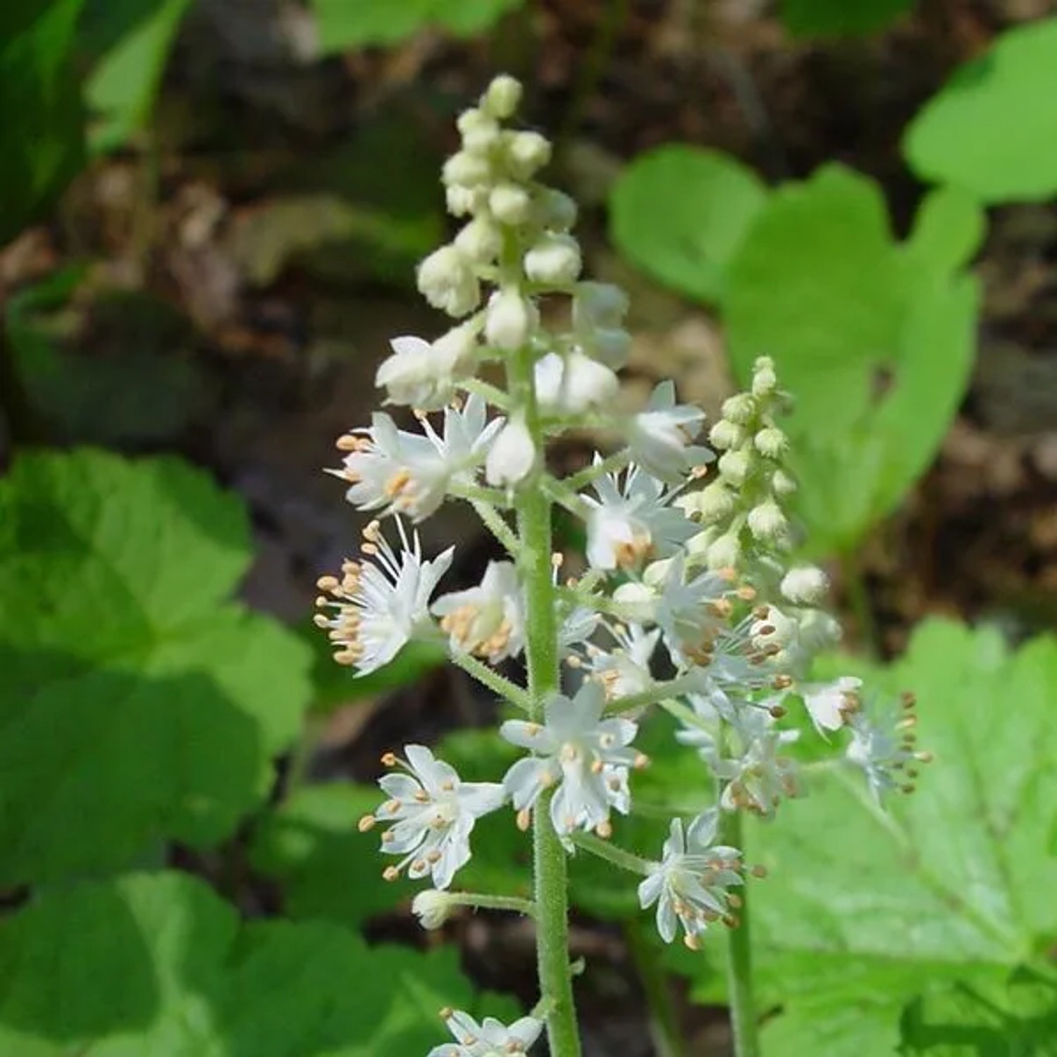 6 x Schaumblüte Tiarella cordifolia Topf 9cm Immergrün