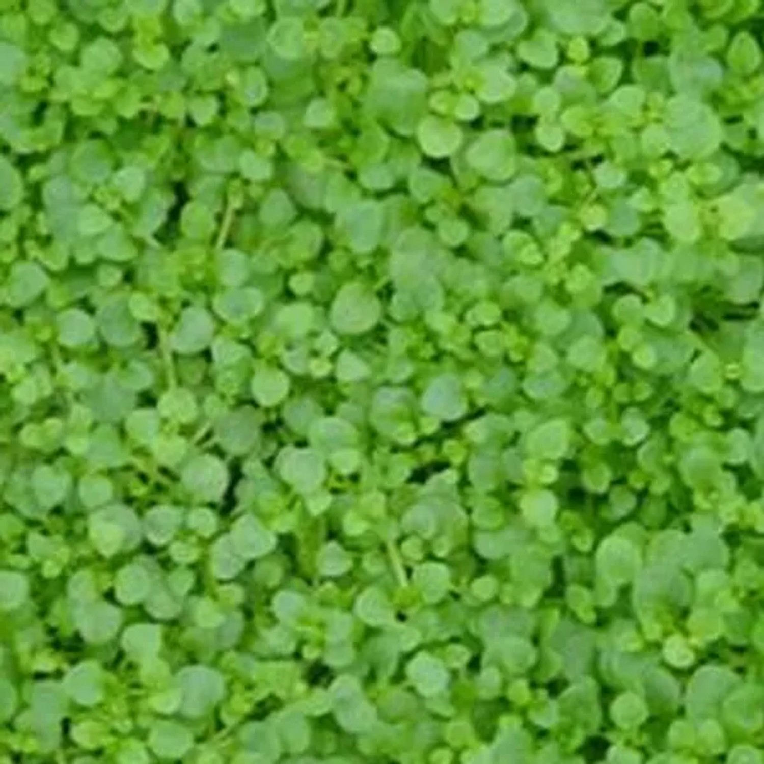 6 x Korsische Minze Mentha requienii Topf 9cm Duftend