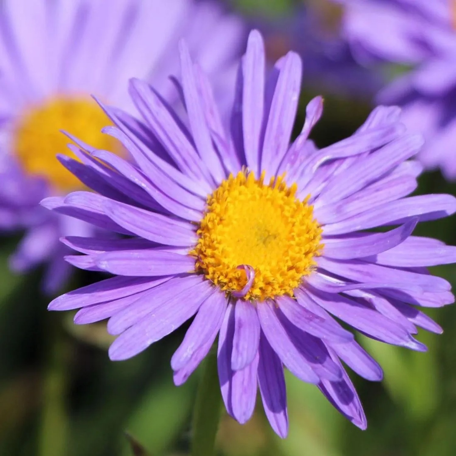 6 x Frühlings-Aster 'Dunkle Schöne' Aster alpinus Topf 9cm Beetrandpflanze