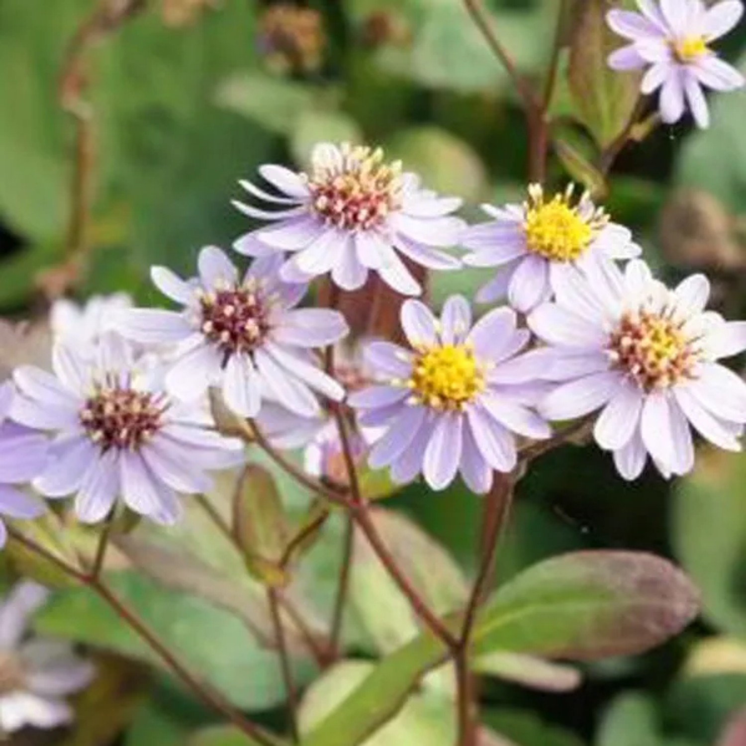 6 x Herbst-Aster 'Harry Schmidt' Aster Topf 9cm Blauviolette Blüten