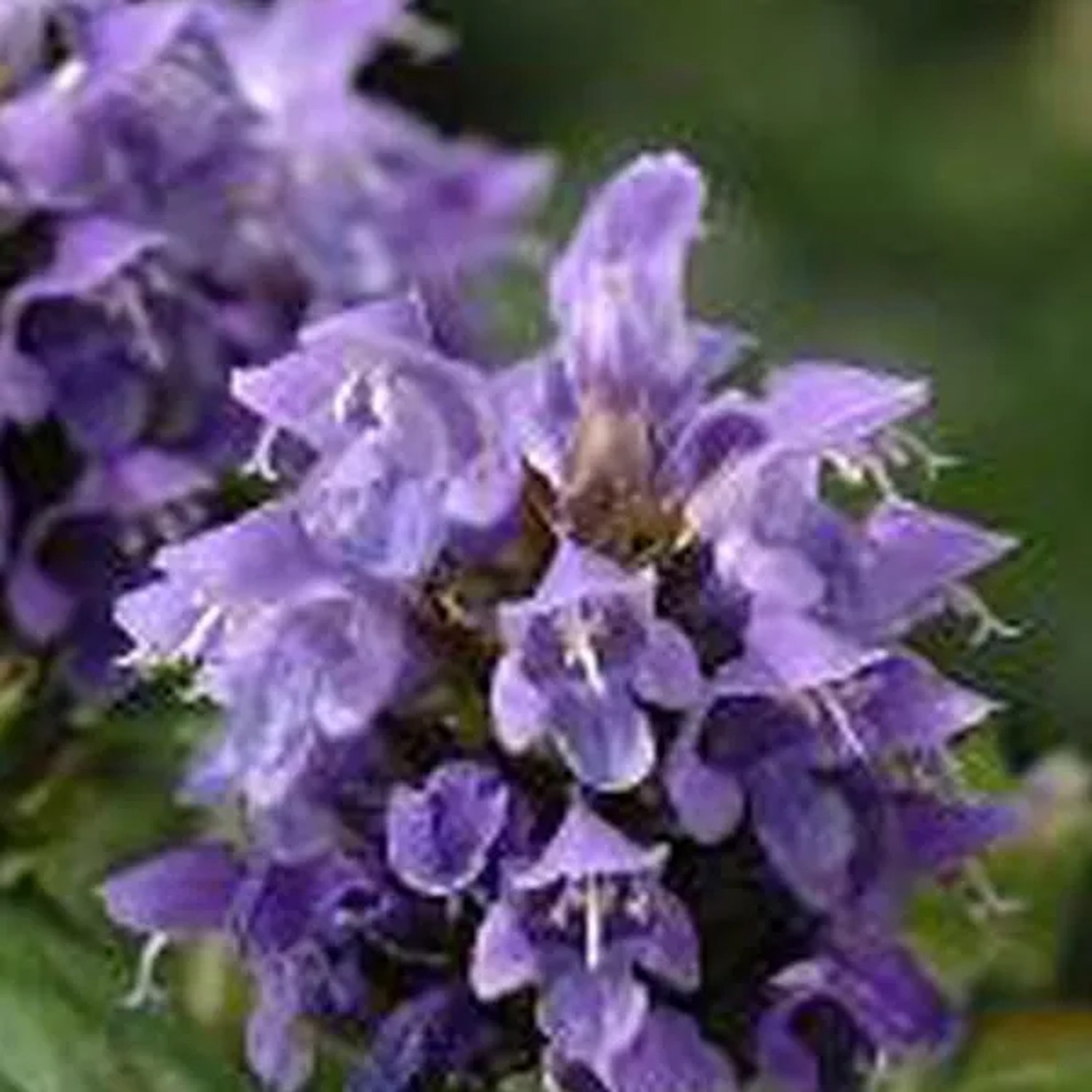 6 x Braunelle 'Violet' Prunella grandiflora Topf 9cm Staude