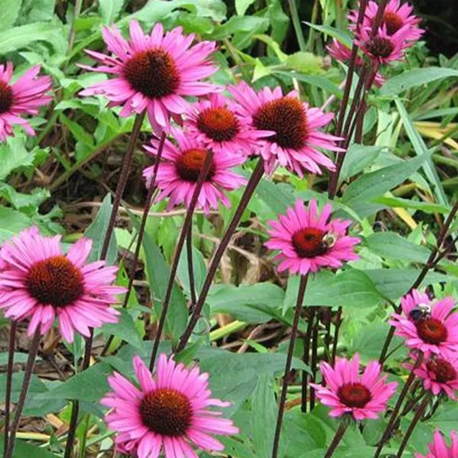 6 x Scheinsonnenhut 'Fatal Attraction' Echinacea purpurea Topf 9cm Purpurrosa Blüten