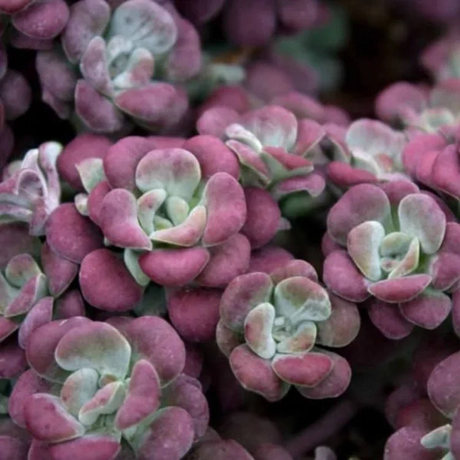 6 x Fettblatt 'Purpureum' Sedum spathulifolium Topf 9cm Schmetterlingspflanze