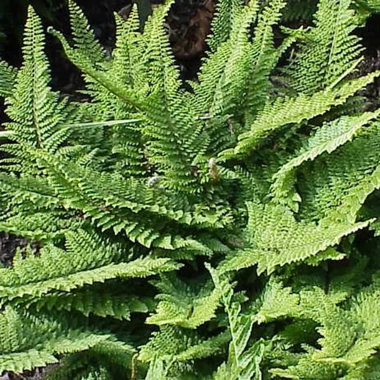 6 x Schildfarn Polystichum setiferum Topf 9cm Winterhart
