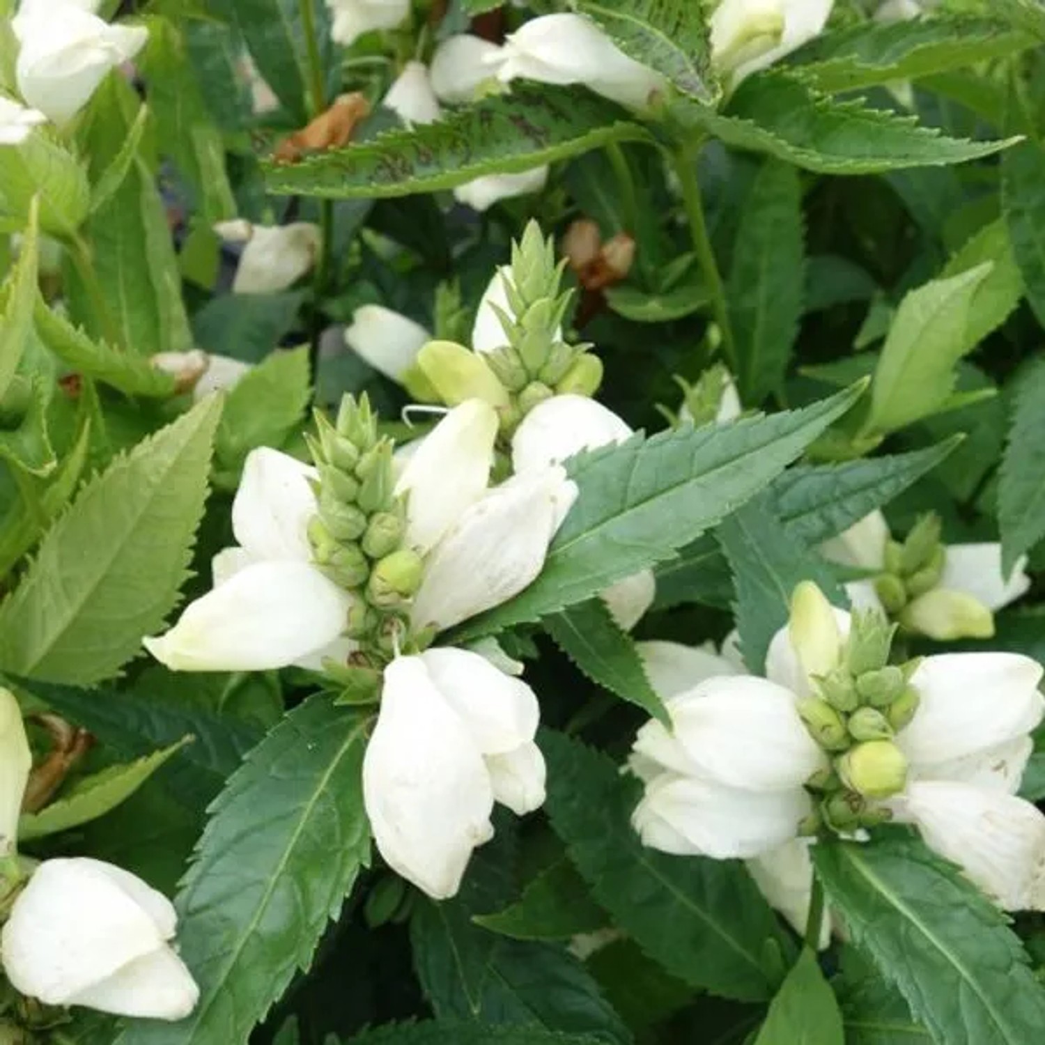 6 x Schlangenkopf 'Alba' Chelone obliqua Topf 9cm Weiße Blüten