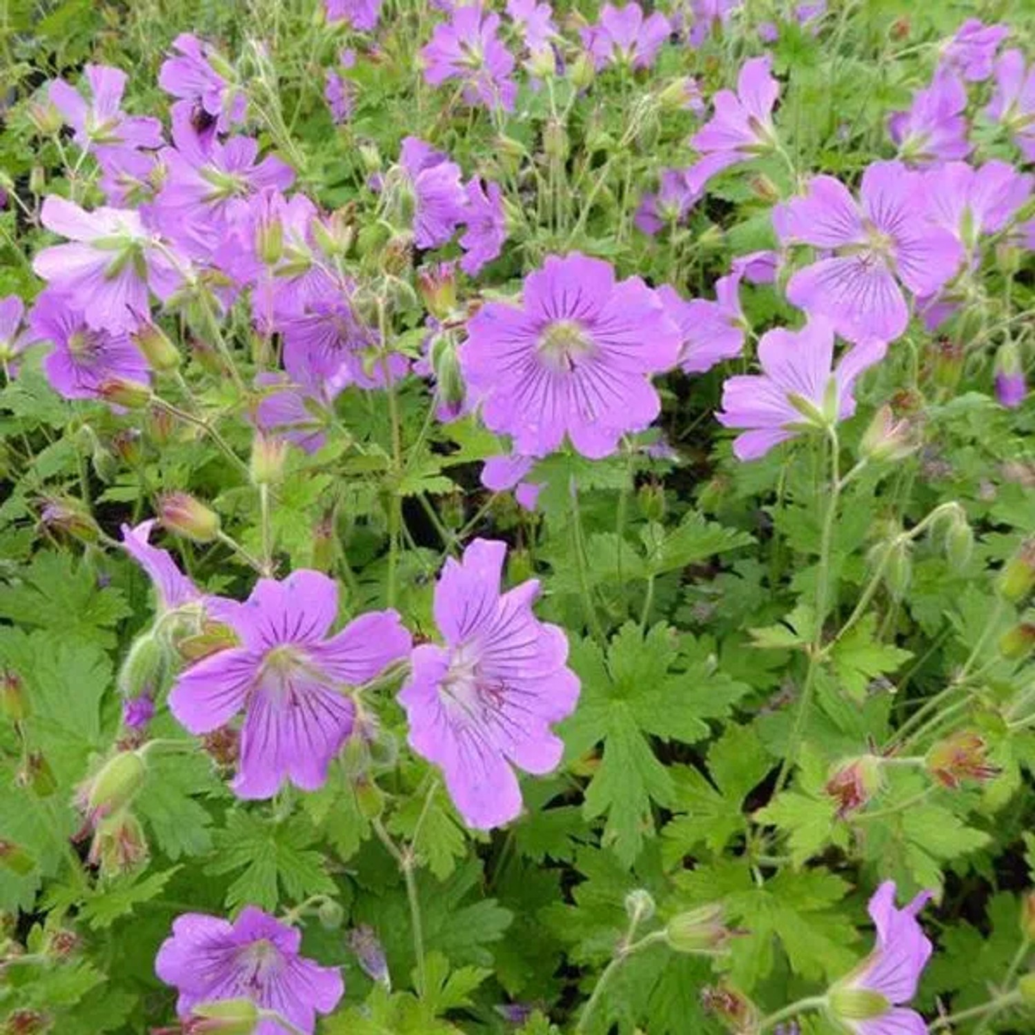 6 x Storchschnabel 'Sirak' Geranium Topf 9cm Langblühend