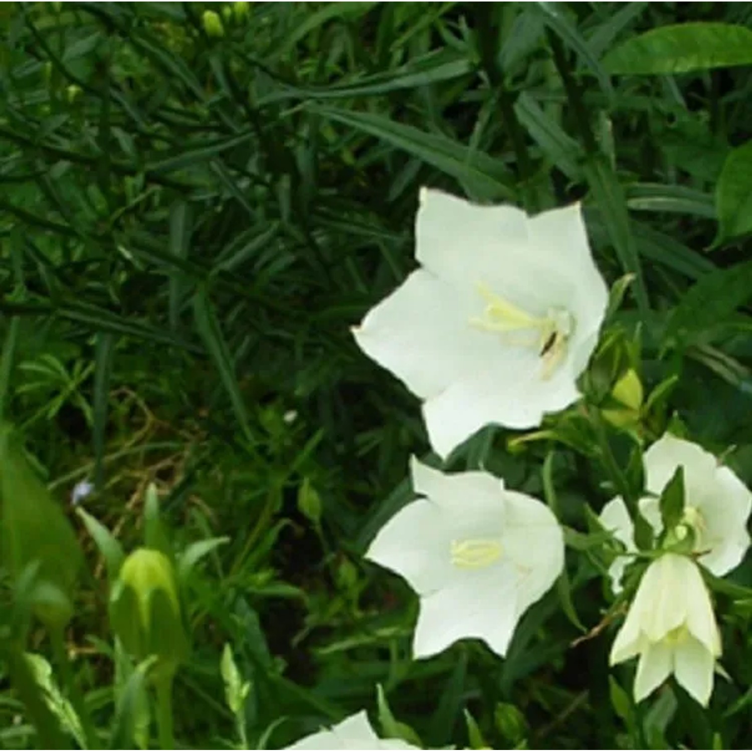 6 x Glockenblume 'Alba' Campanula persicifolia Topf 9cm Weiße Blüten