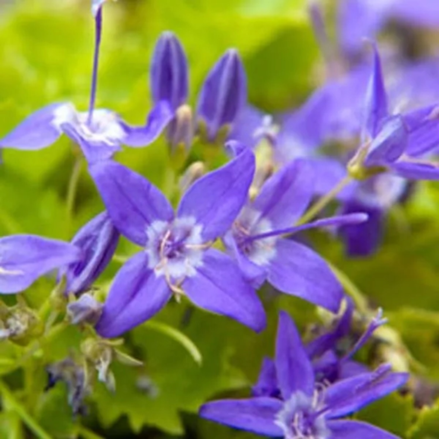 6 x Dalmatiner-Glockenblume Campanula garganica Topf 9cm Hellblaue Blüten