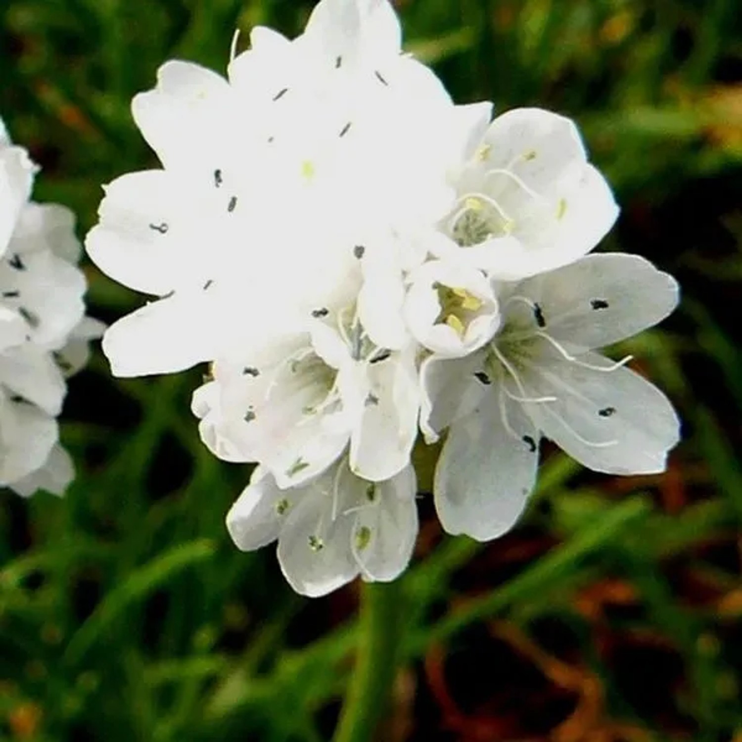 6 x Grasnelke 'Alba' Armeria maritima Topf 9cm Weiße Blüten