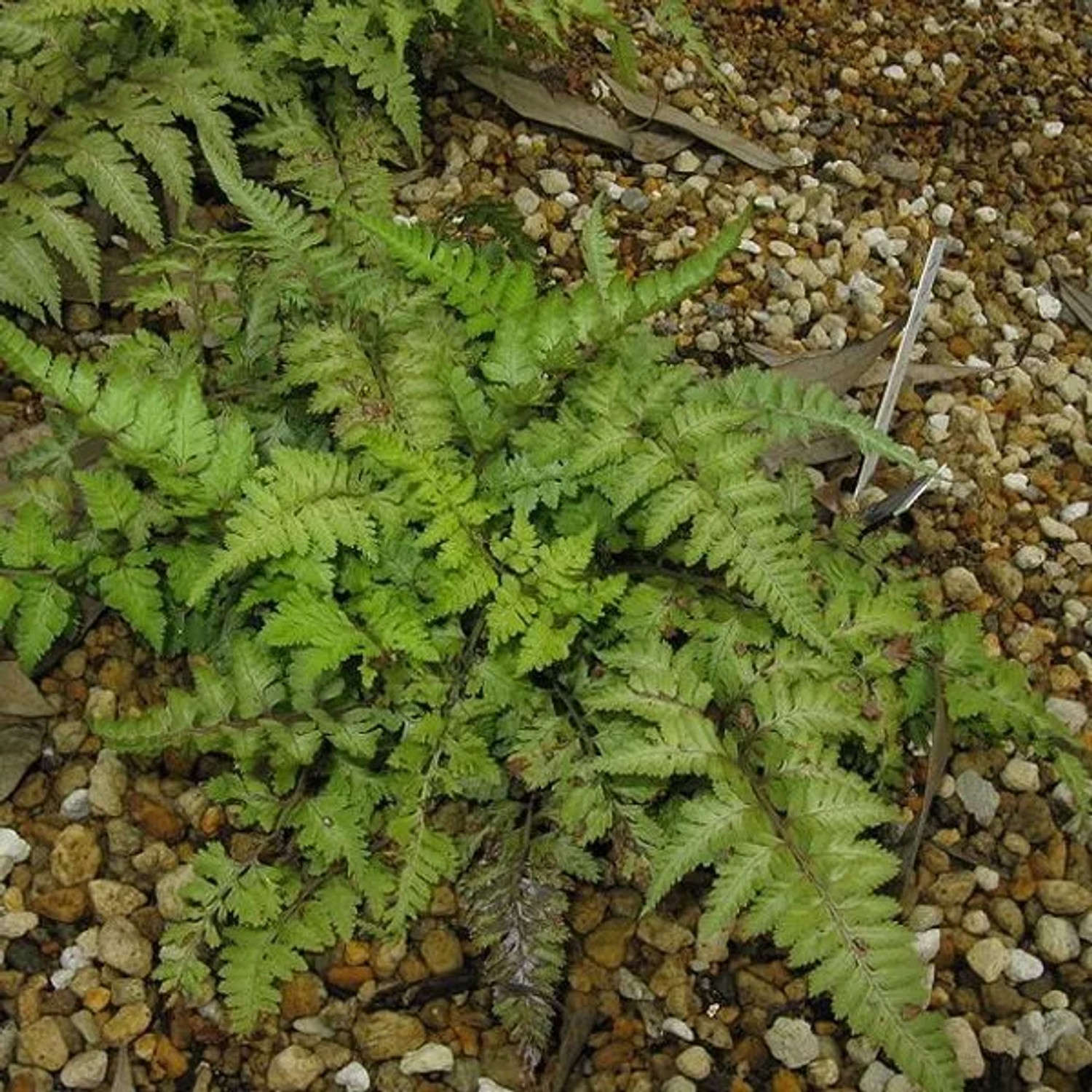 6 x Japanischer Regenbogenfarn 'Metallicum' Athyrium niponicum Topf 9cm Blaugrünes Laub