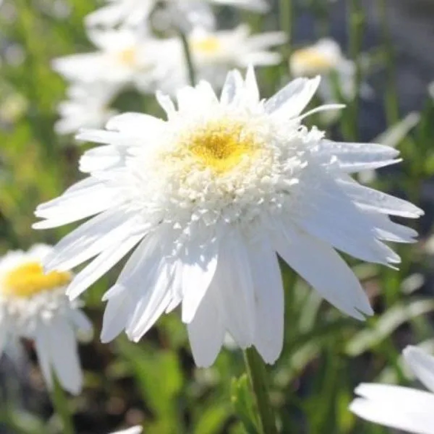 6 x Margerite 'Wirral Supreme' Leucanthemum Topf 9cm Schnittblume