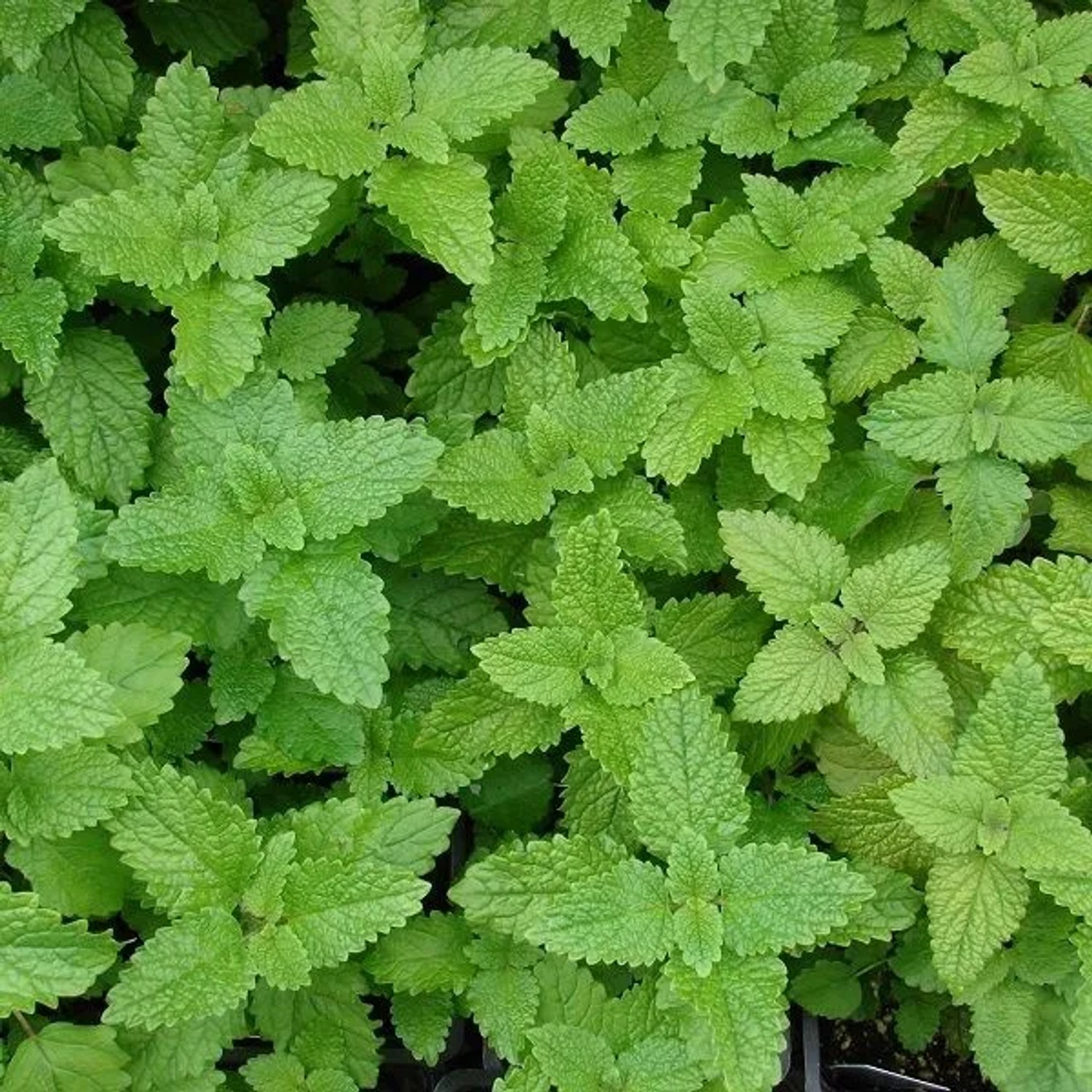 6 x Zitronenmelisse Melissa officinalis Topf 9cm Aromatisch