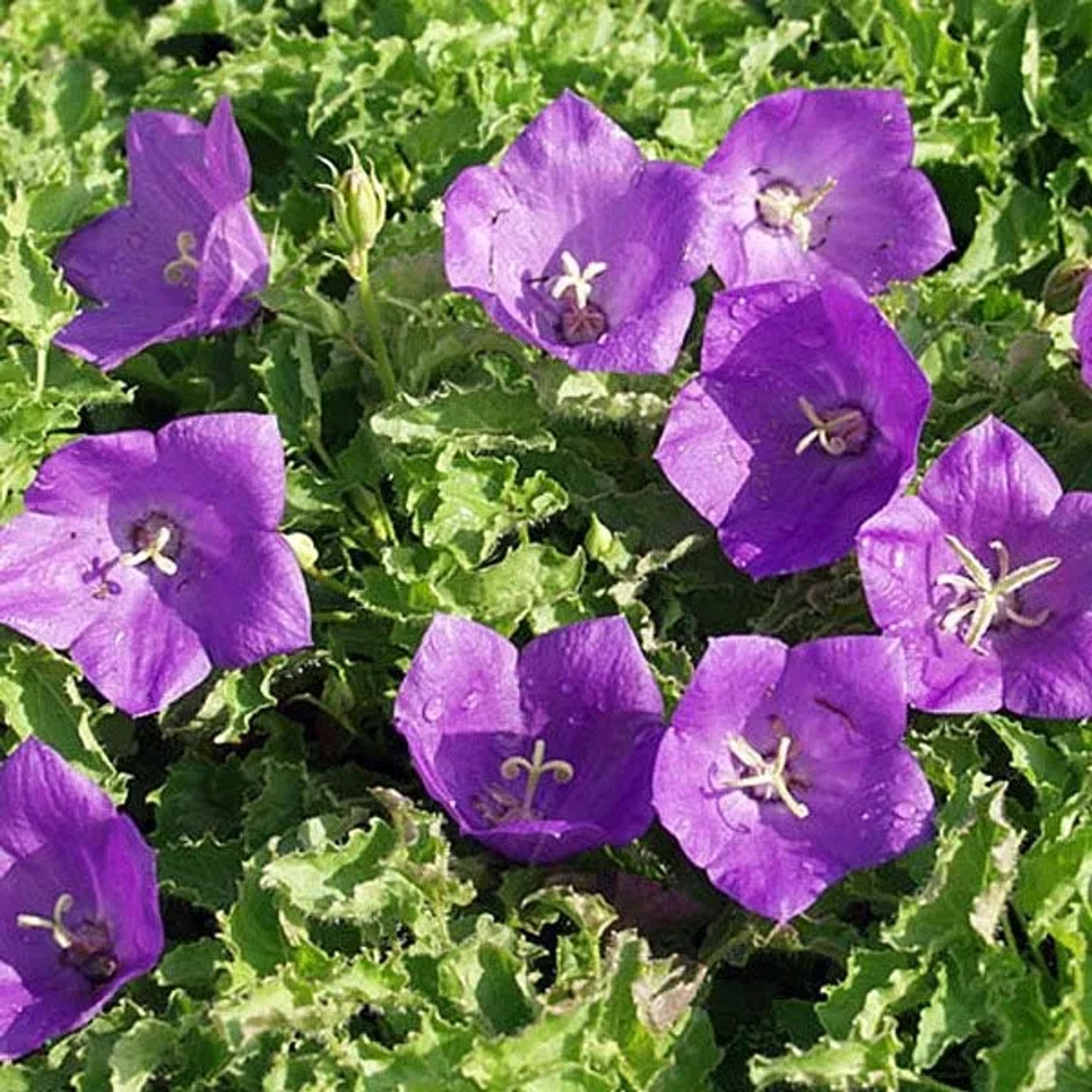 6 x Karpaten-Glockenblume 'Blaue Clips' Campanula carpatica Topf 9cm Kleinwüchsig