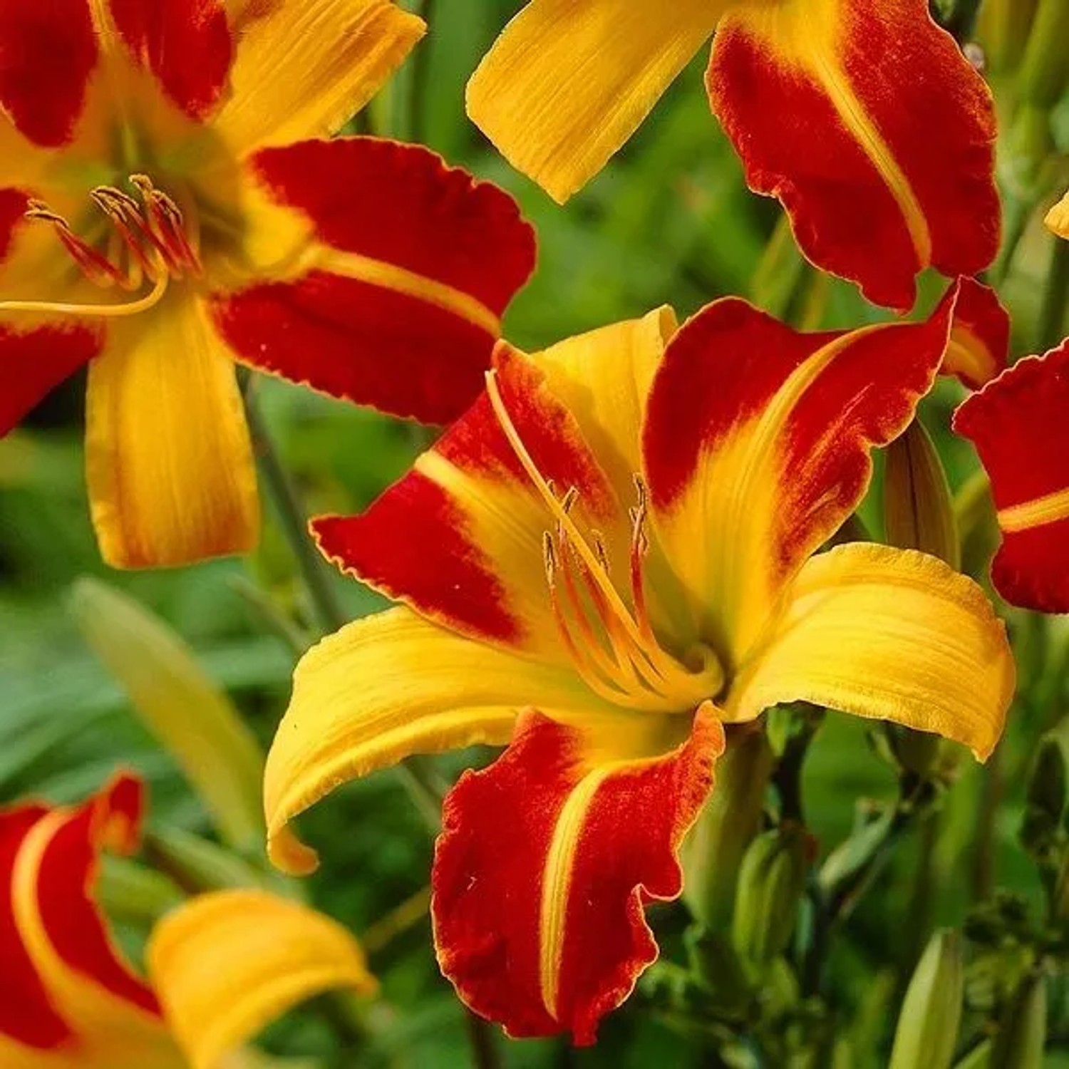 6 x Taglilie 'Frans Hals' Hemerocallis Topf 9cm Zweifarbige Blüten
