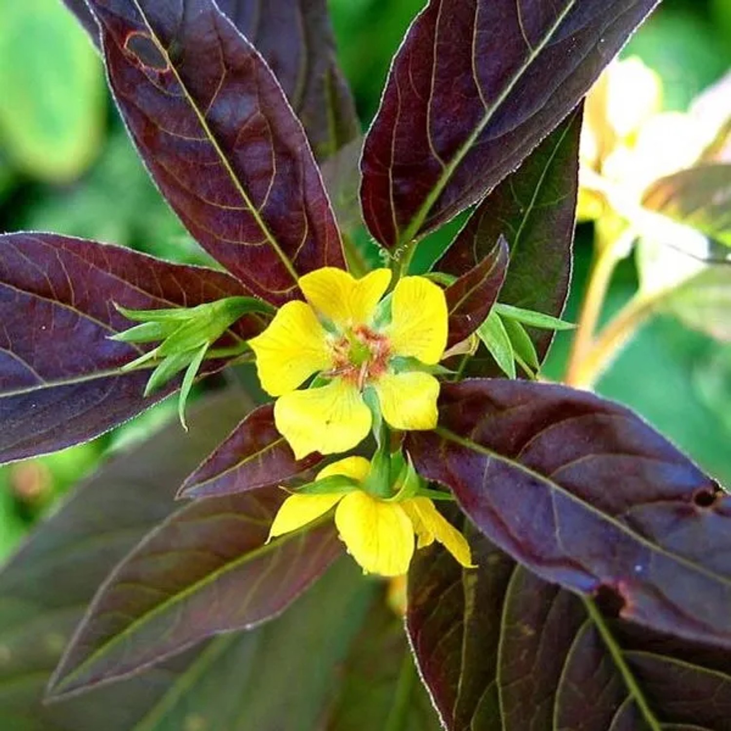 6 x Gilbweiderich 'Firecracker' Lysimachia ciliata Topf 9cm Dunkles Laub