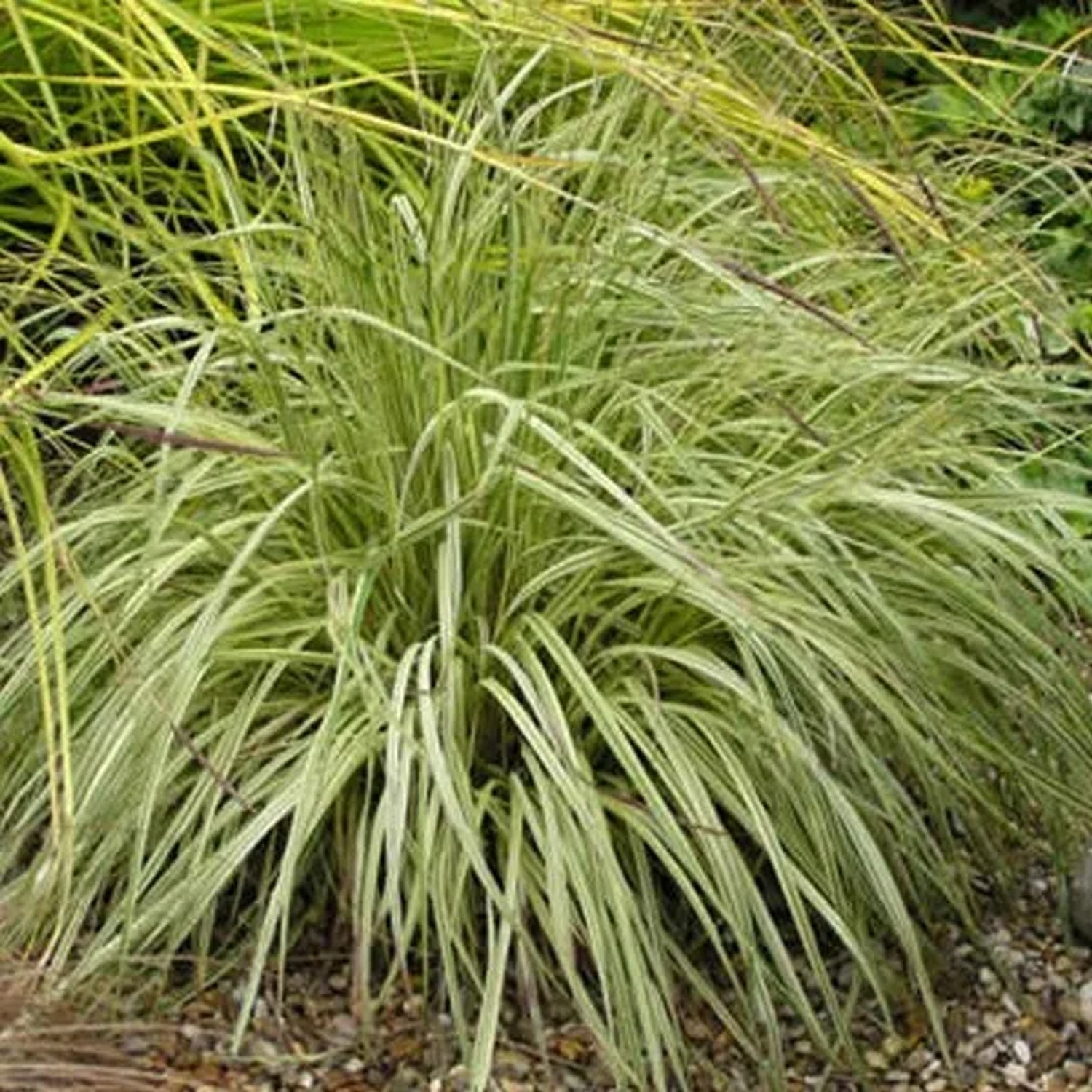 6 x Pfeifengras 'Variegata' Molinia caerulea Topf 9cm Weiß Gerandetes Laub