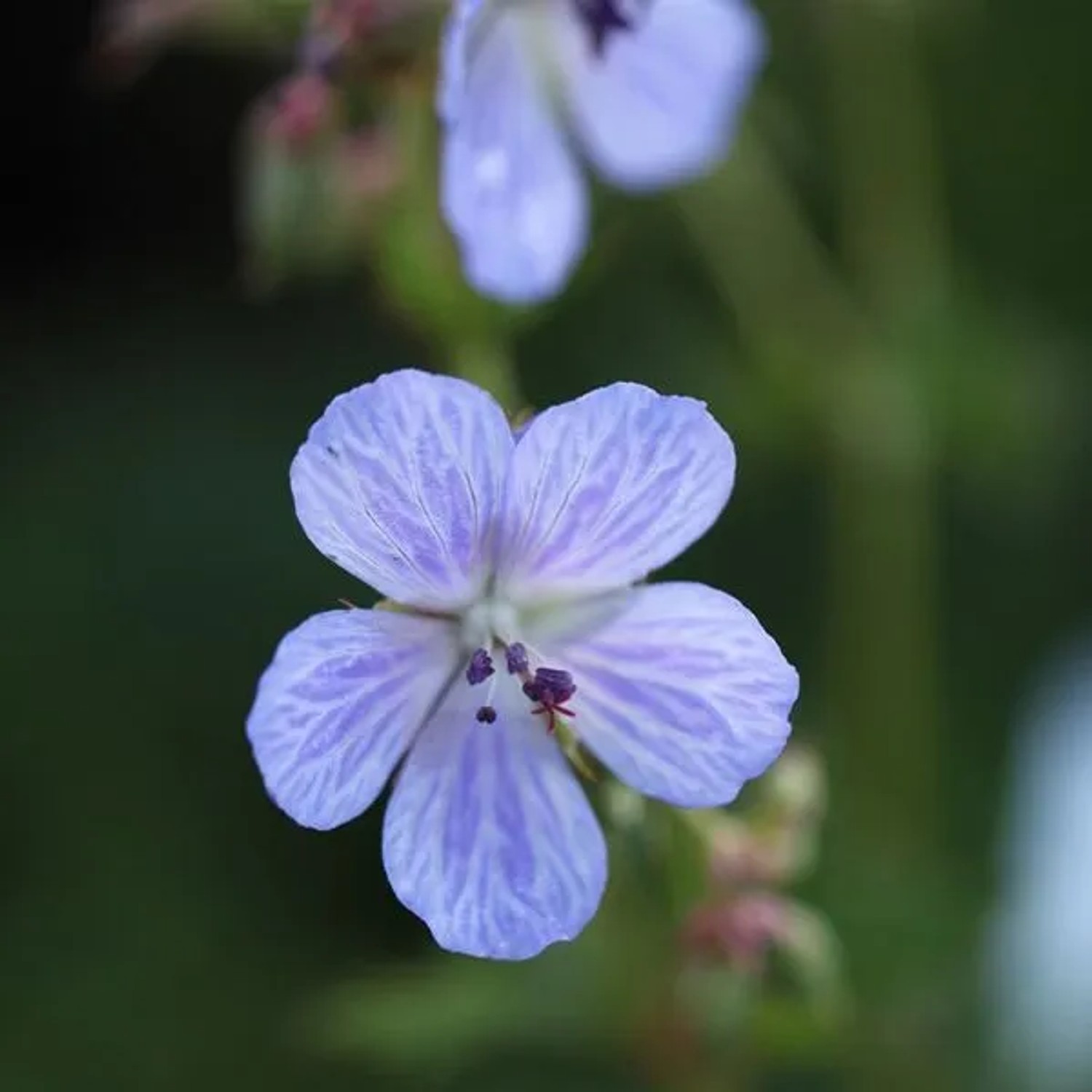 6 x Wiesen-Storchschnabel 'Mrs Kendall Clark' Geranium Pratense Topf 9cm Hellblaue Blüten