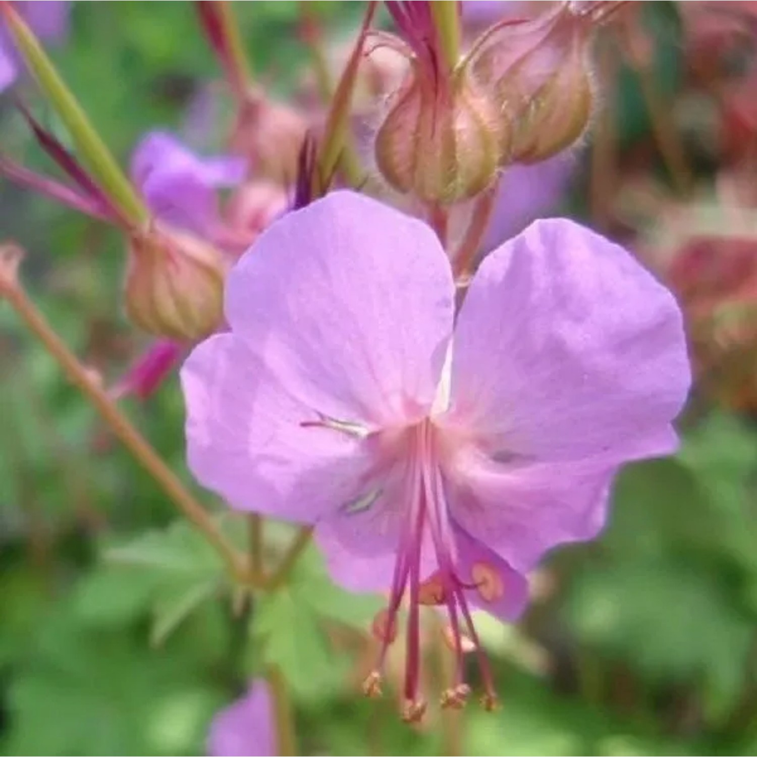 6 x Cambridge-Storchschnabel 'Karmina' Geranium Cantabrigiense Topf 9cm Dunkelrosa Blüten
