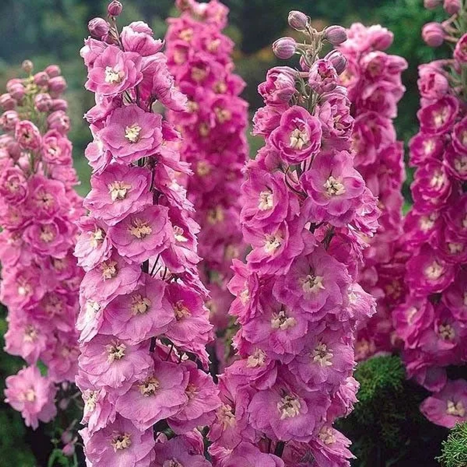 6 x Pacific-Rittersporn 'Astolat' Delphinium Topf 9cm Rosa Blüten