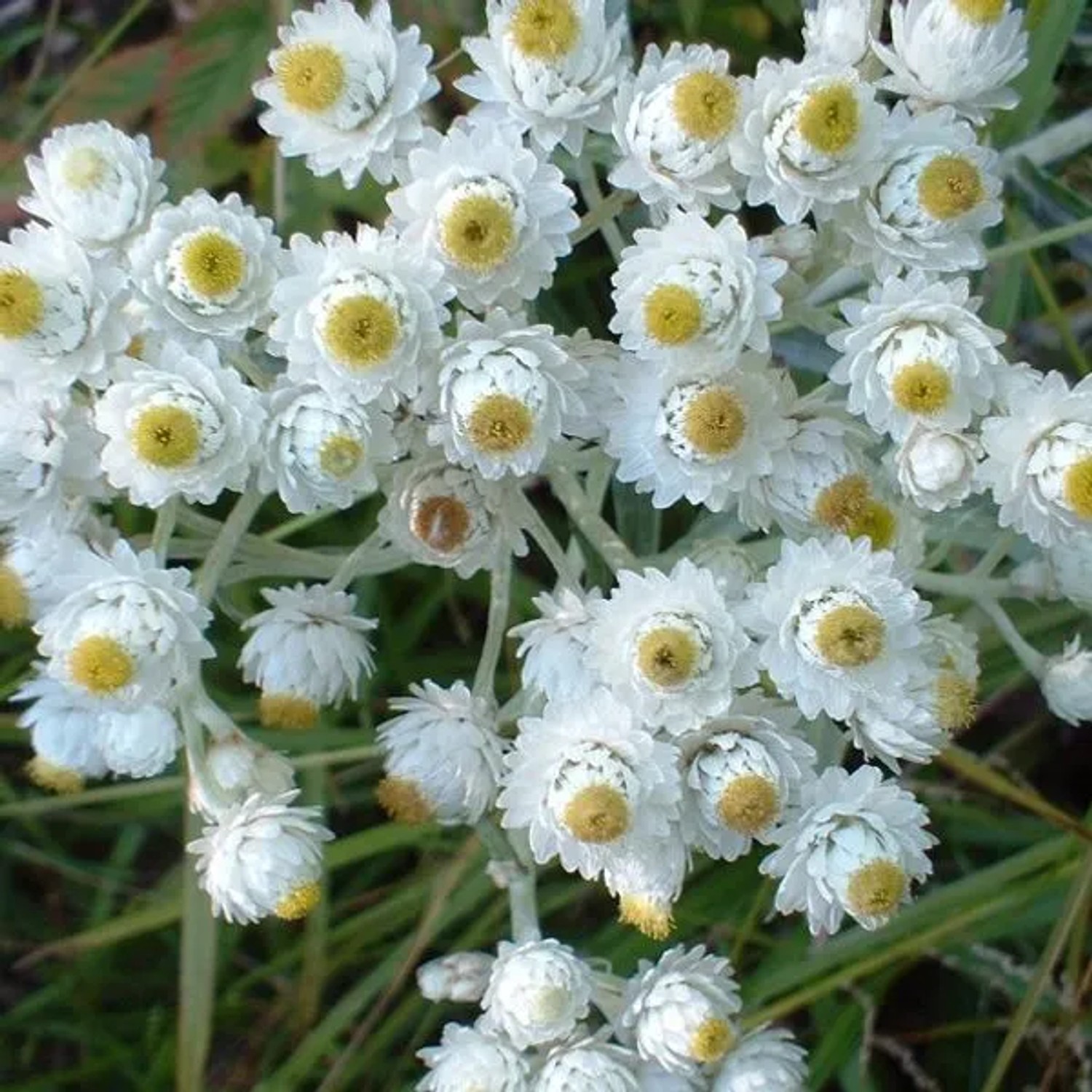 6 x Perlkörbchen 'Neuschnee' Anaphalis margaritacea Topf 9cm Schnittblume