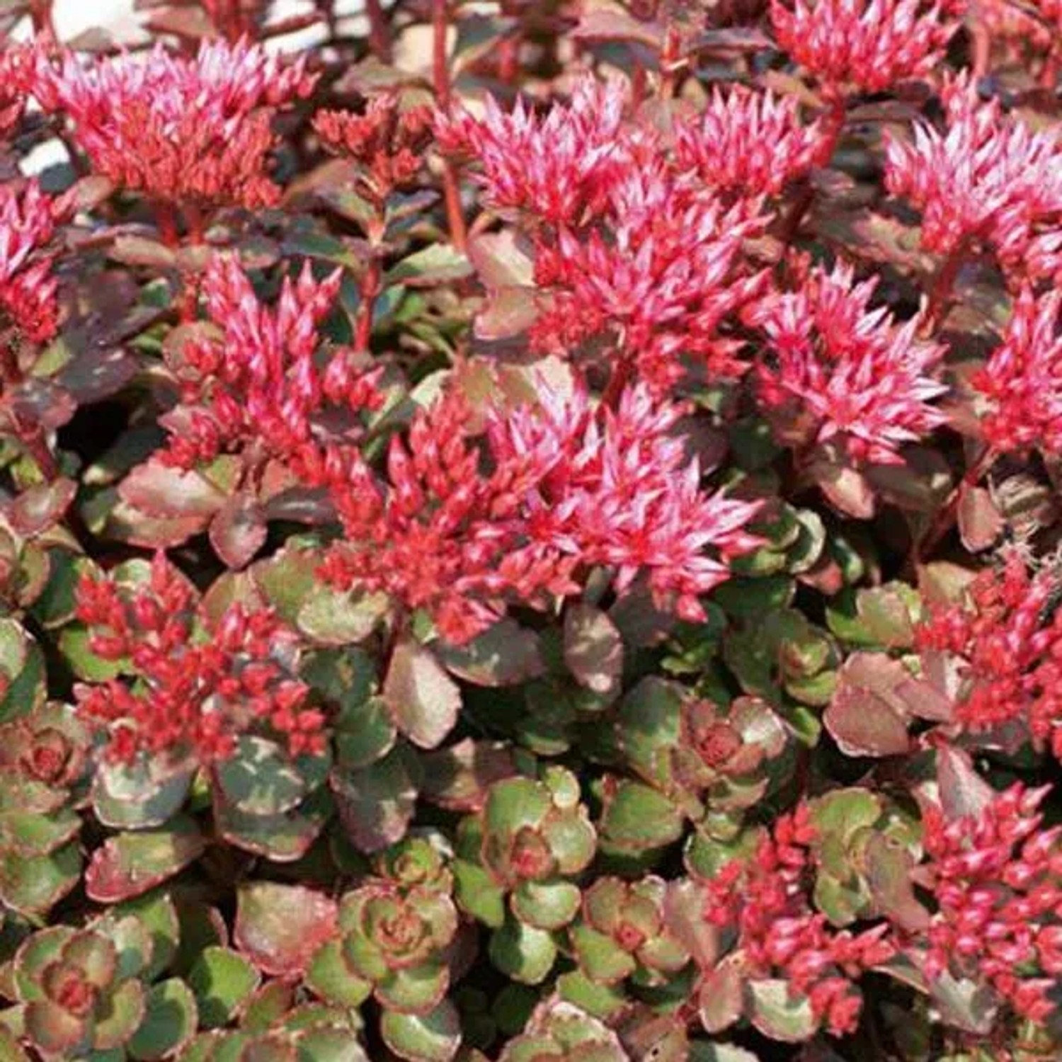 6 x Teppich-Fettblatt 'Fuldaglut' Sedum spurium Topf 9cm Schmetterlingspflanze