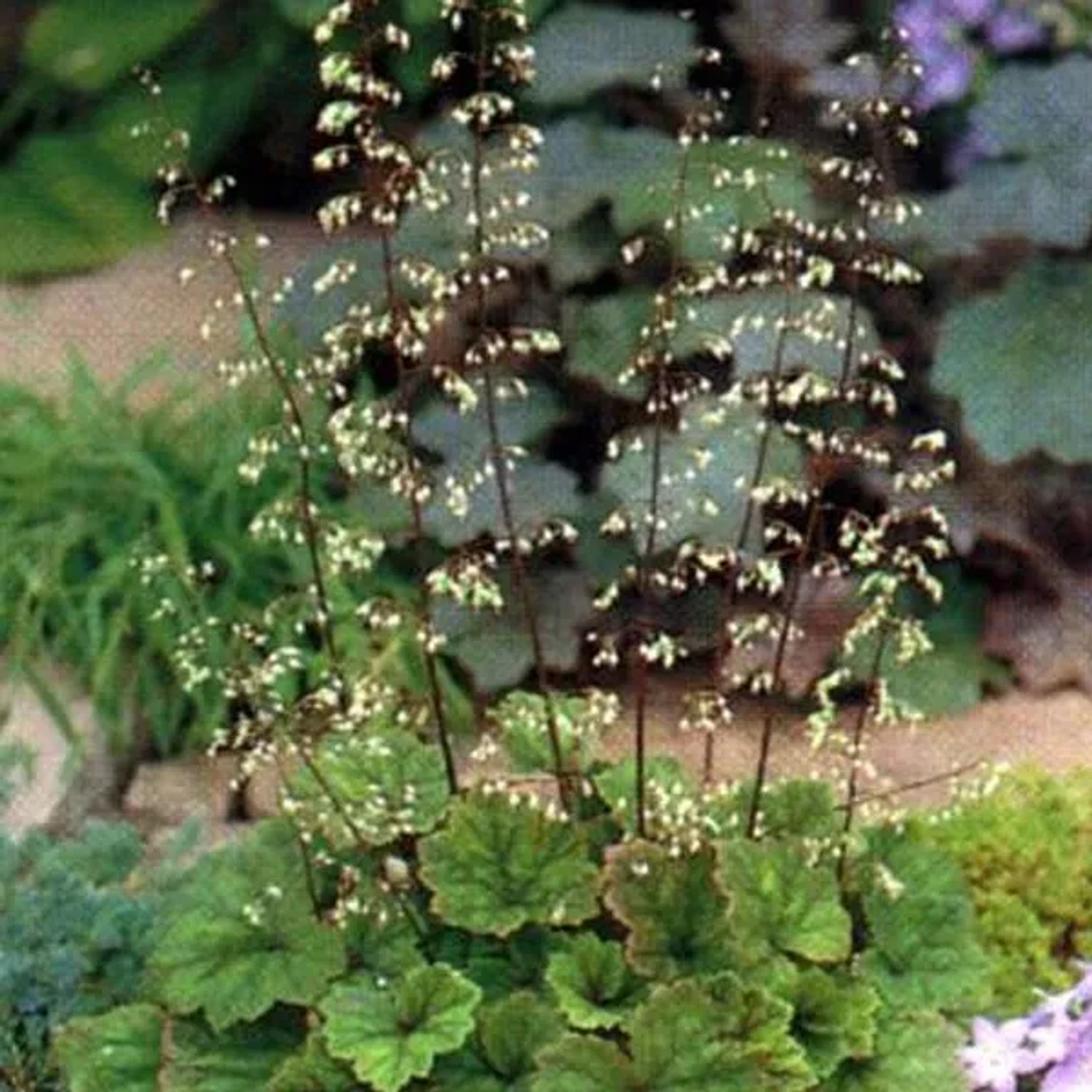 6 x Tellima 'Rubra' Tellima grandiflora Topf 9cm Beetpflanze