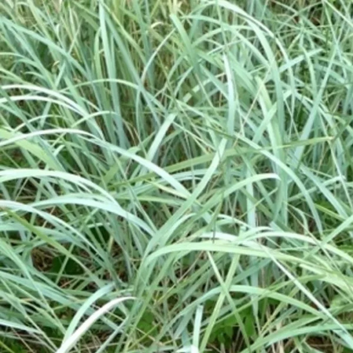 6 x Magellan-Blaugras Agropyron magellanicum Topf 9cm Winterhart